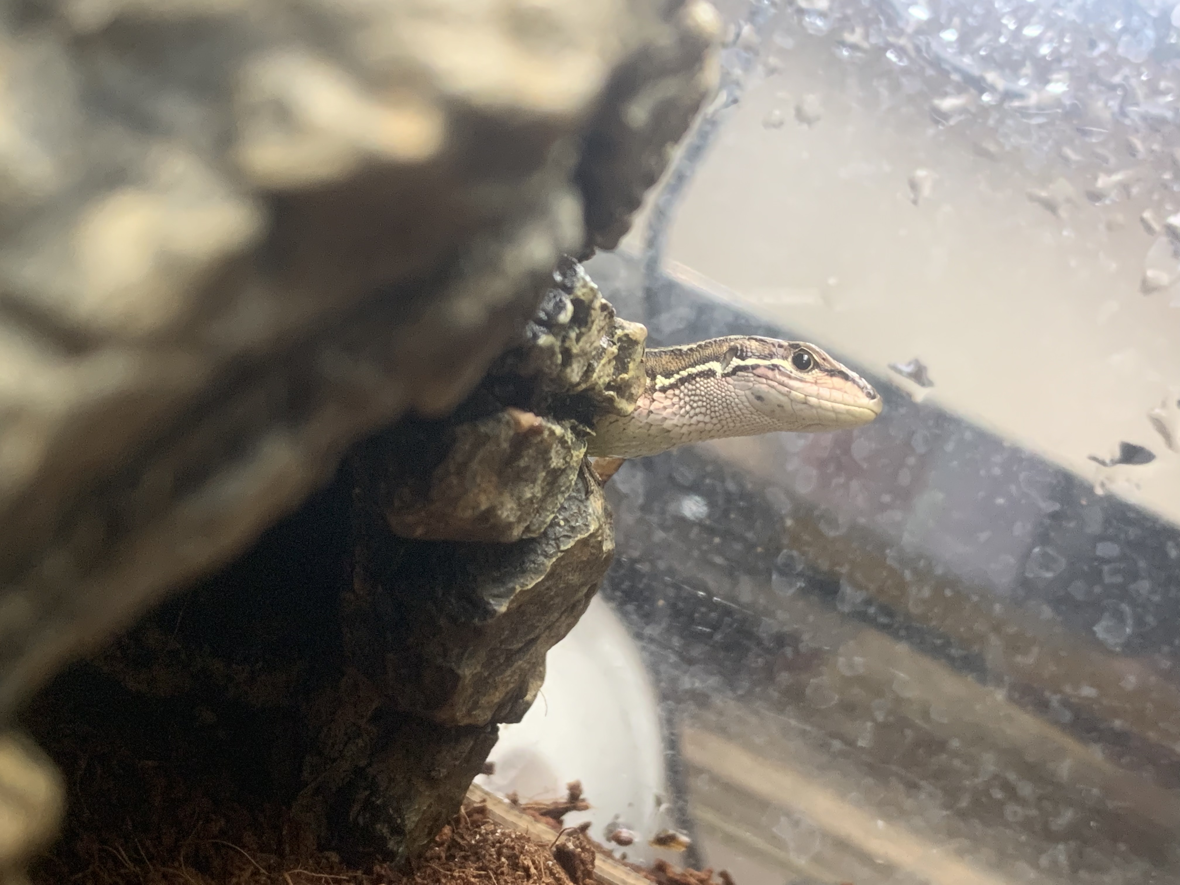カナヘビ