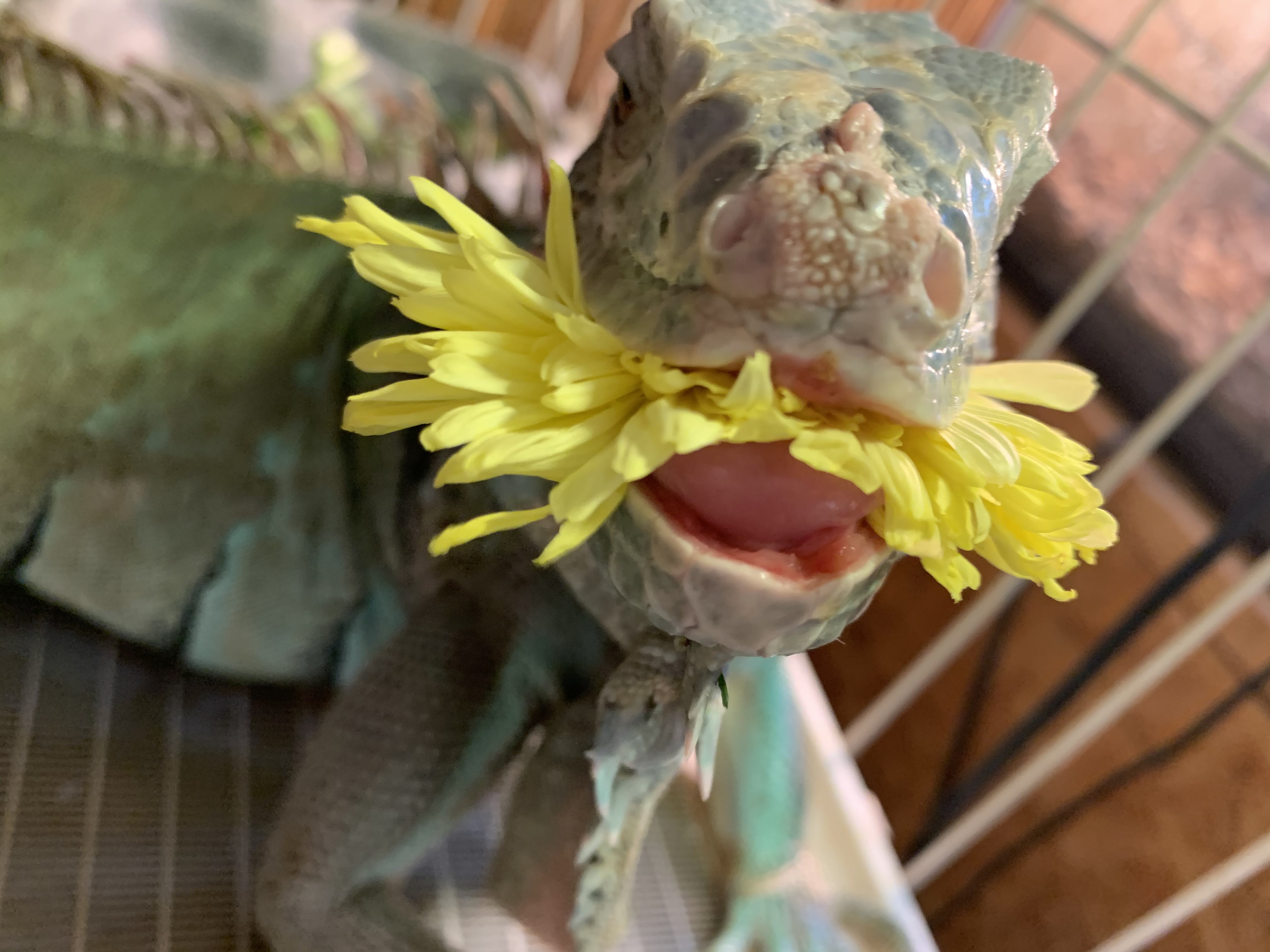 イグアナ