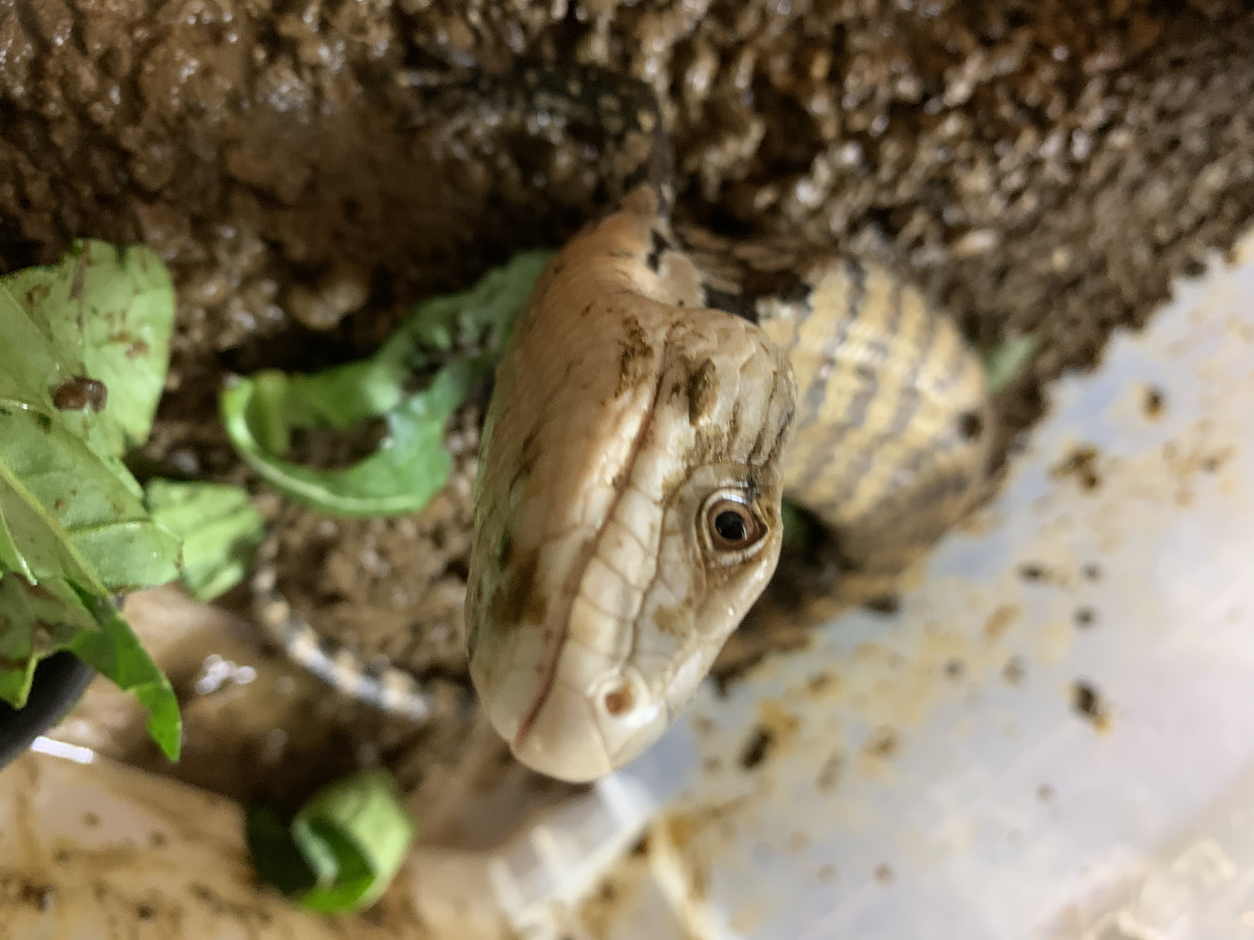 メラウケアオジタトカゲ