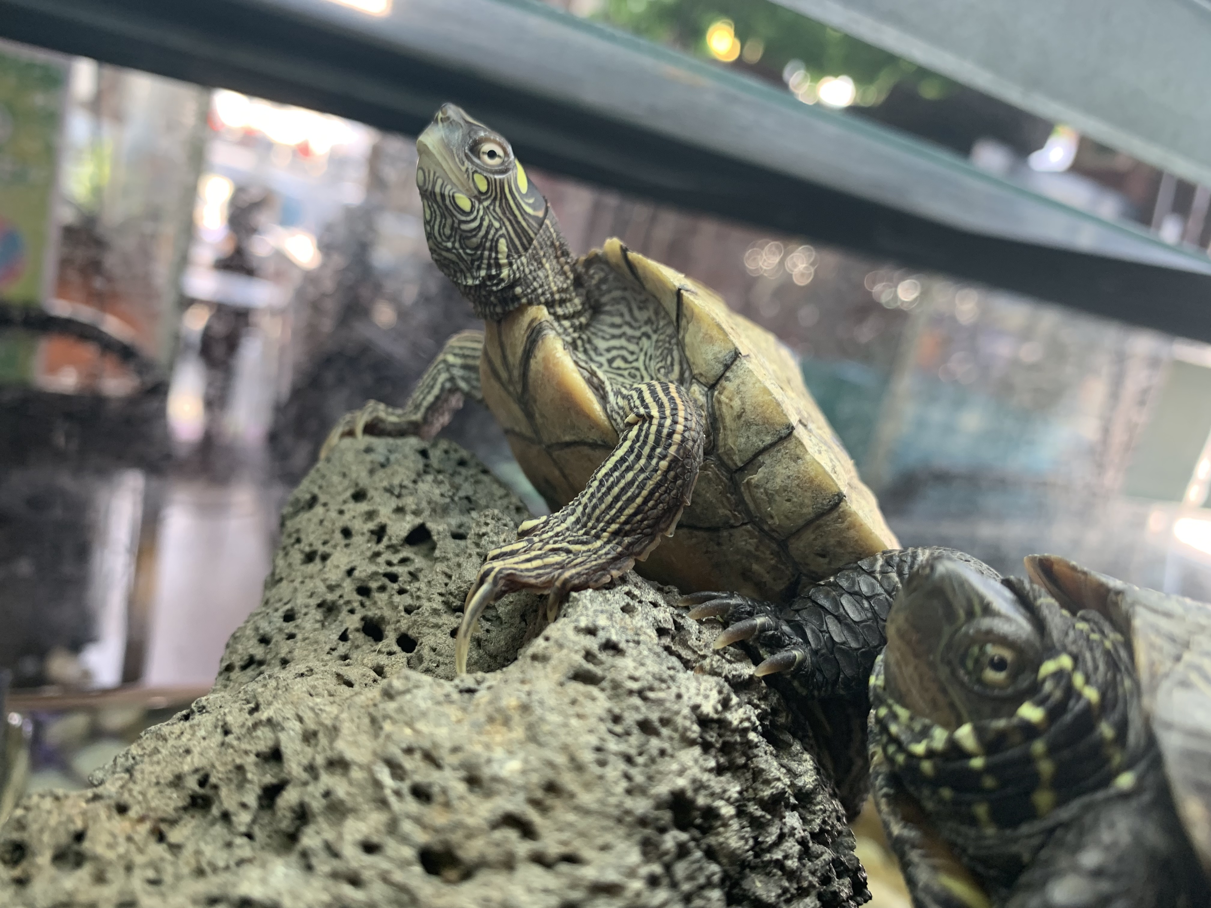 カメ