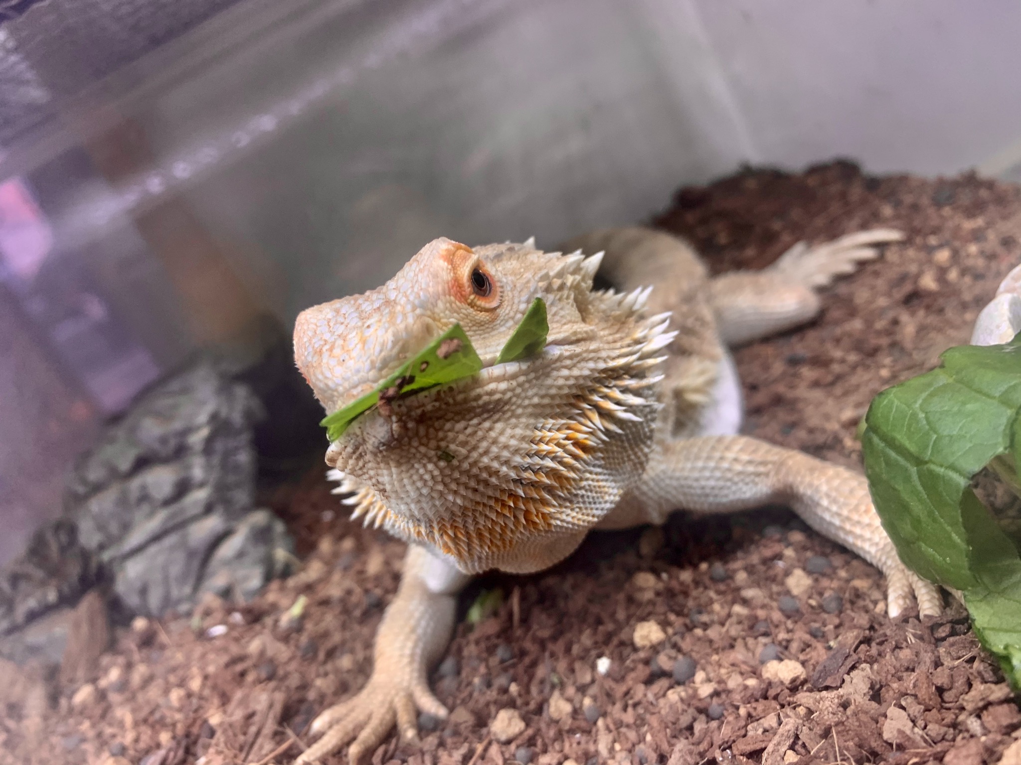 フトアゴヒゲトカゲ