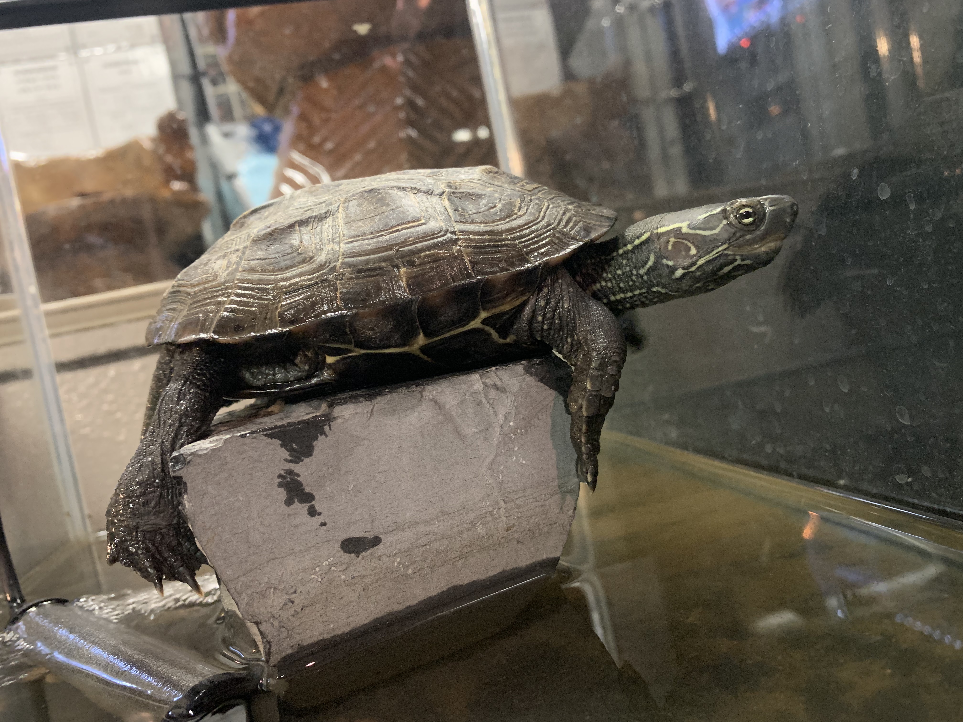 クサガメ