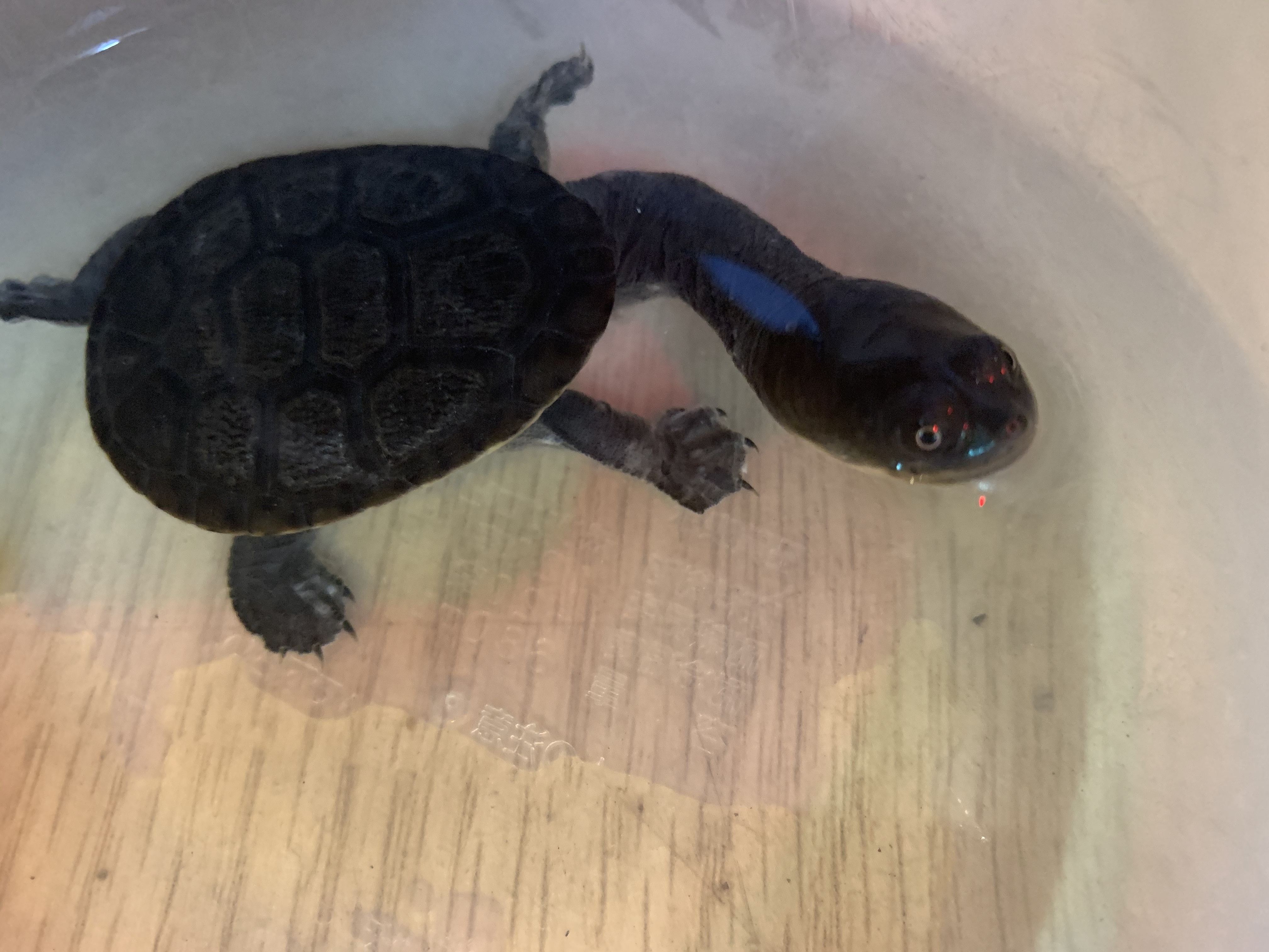 ジーベンロックナガクビガメ