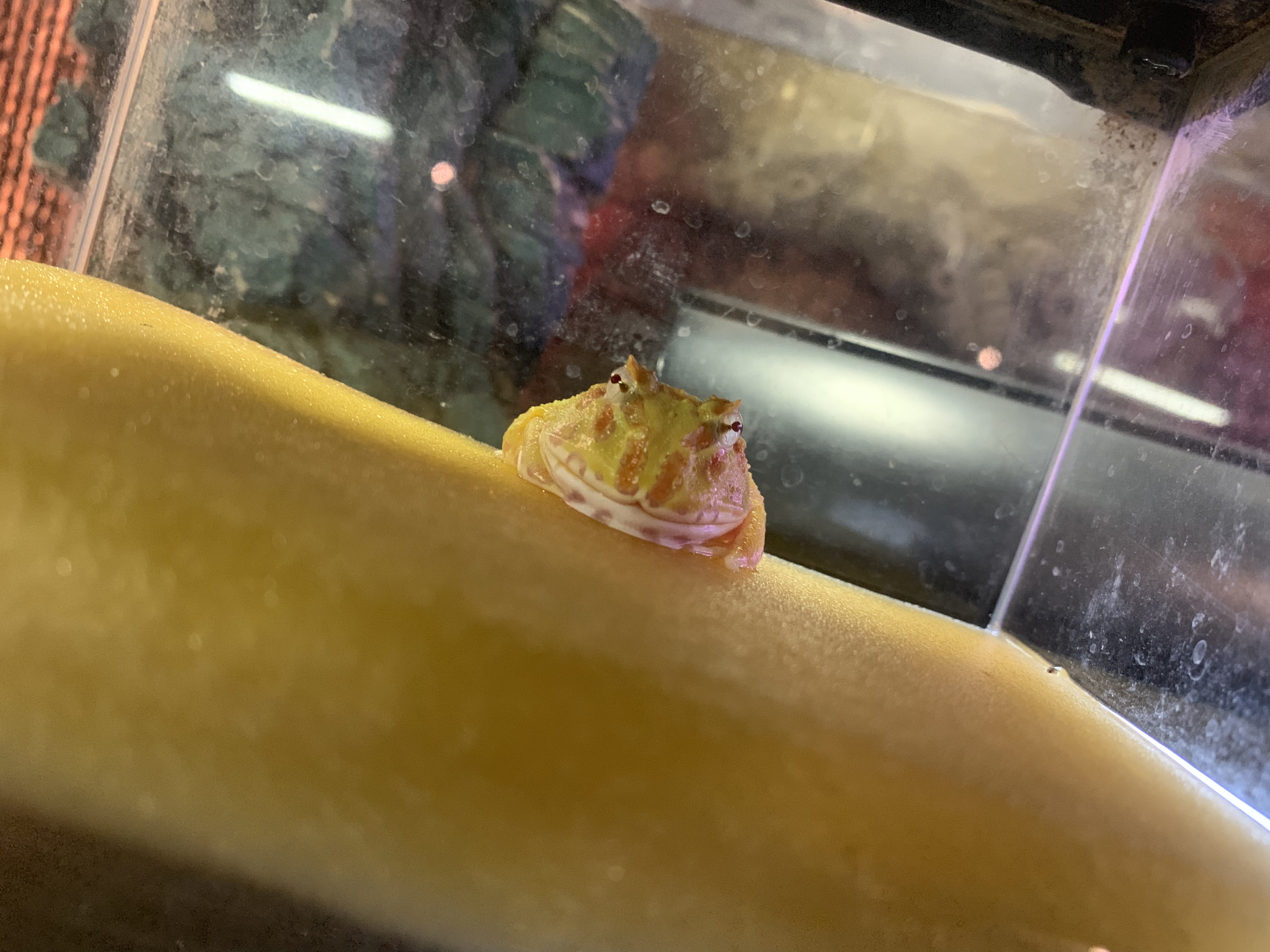 クランウェルツノガエル