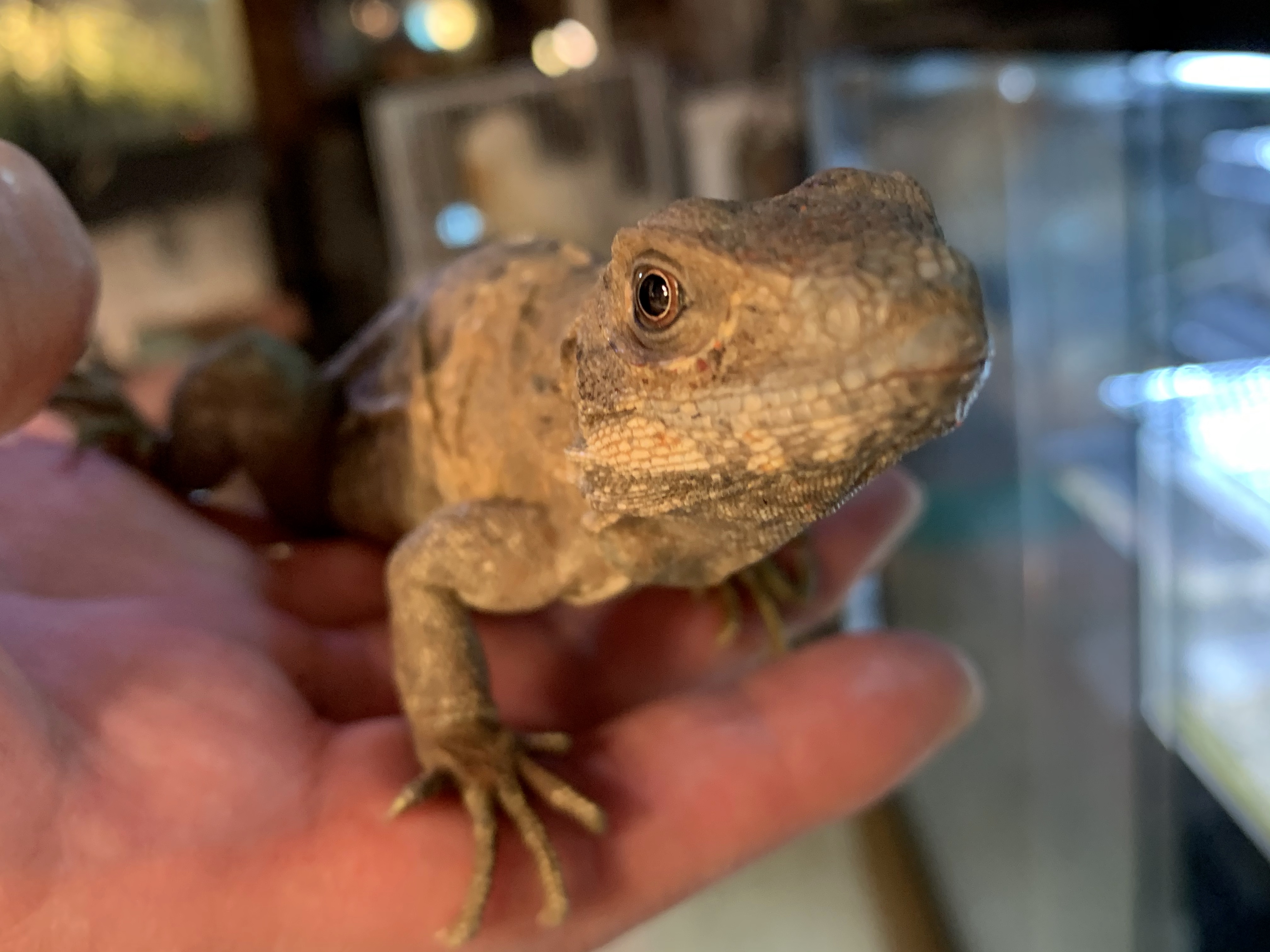 ツナギトゲオイグアナ