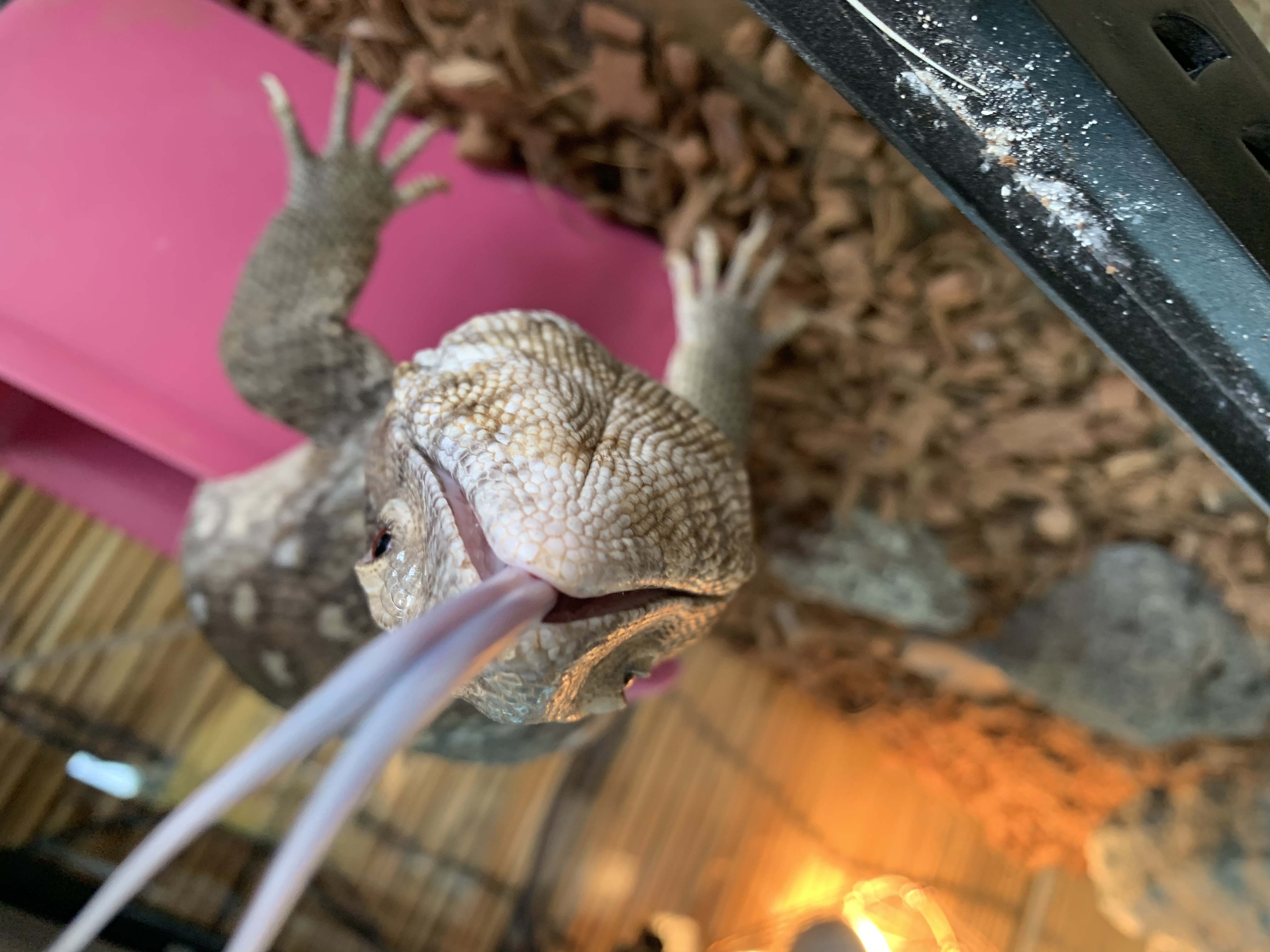 サバンナモニター