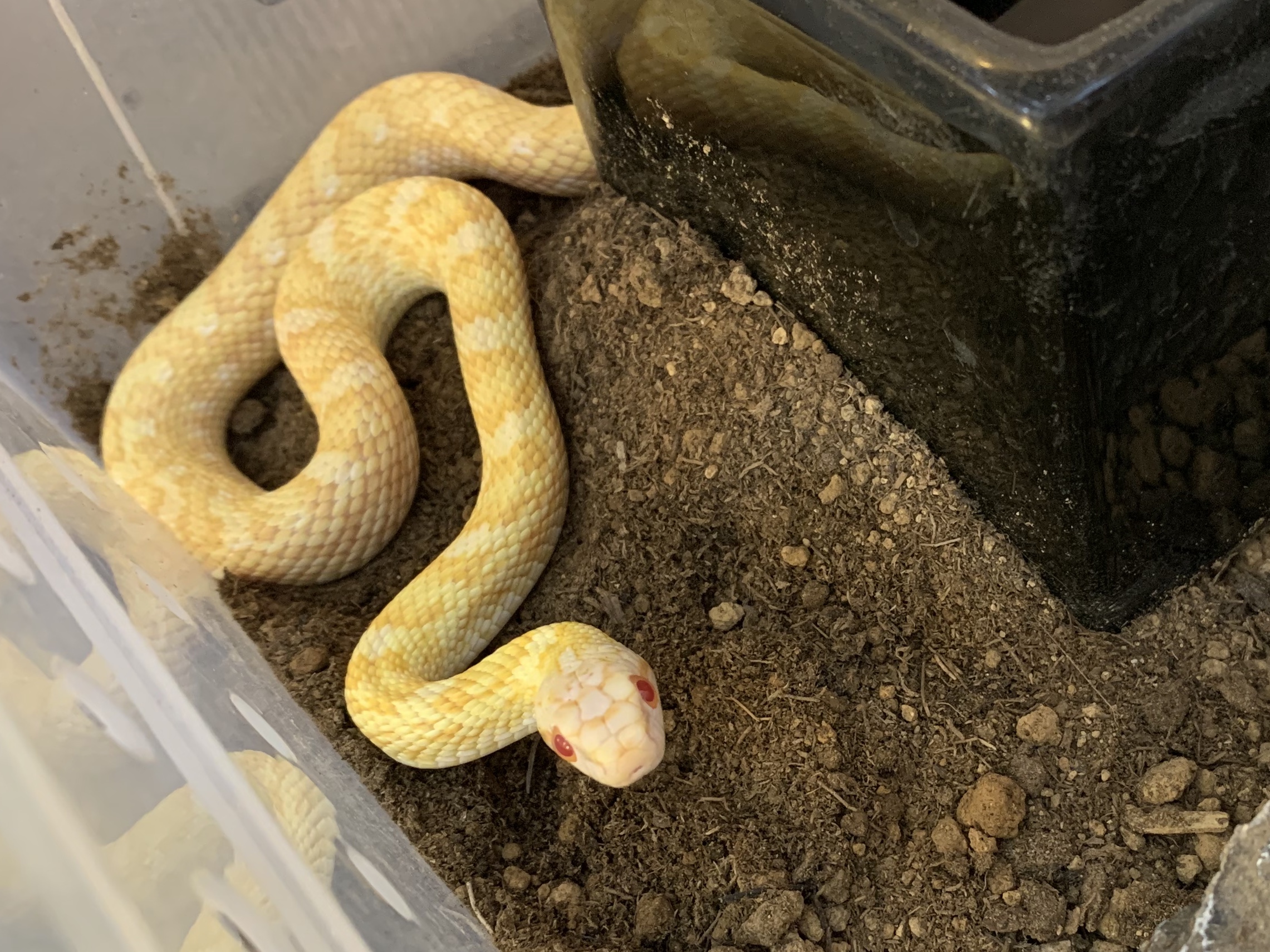 アルビノアオダイショウ