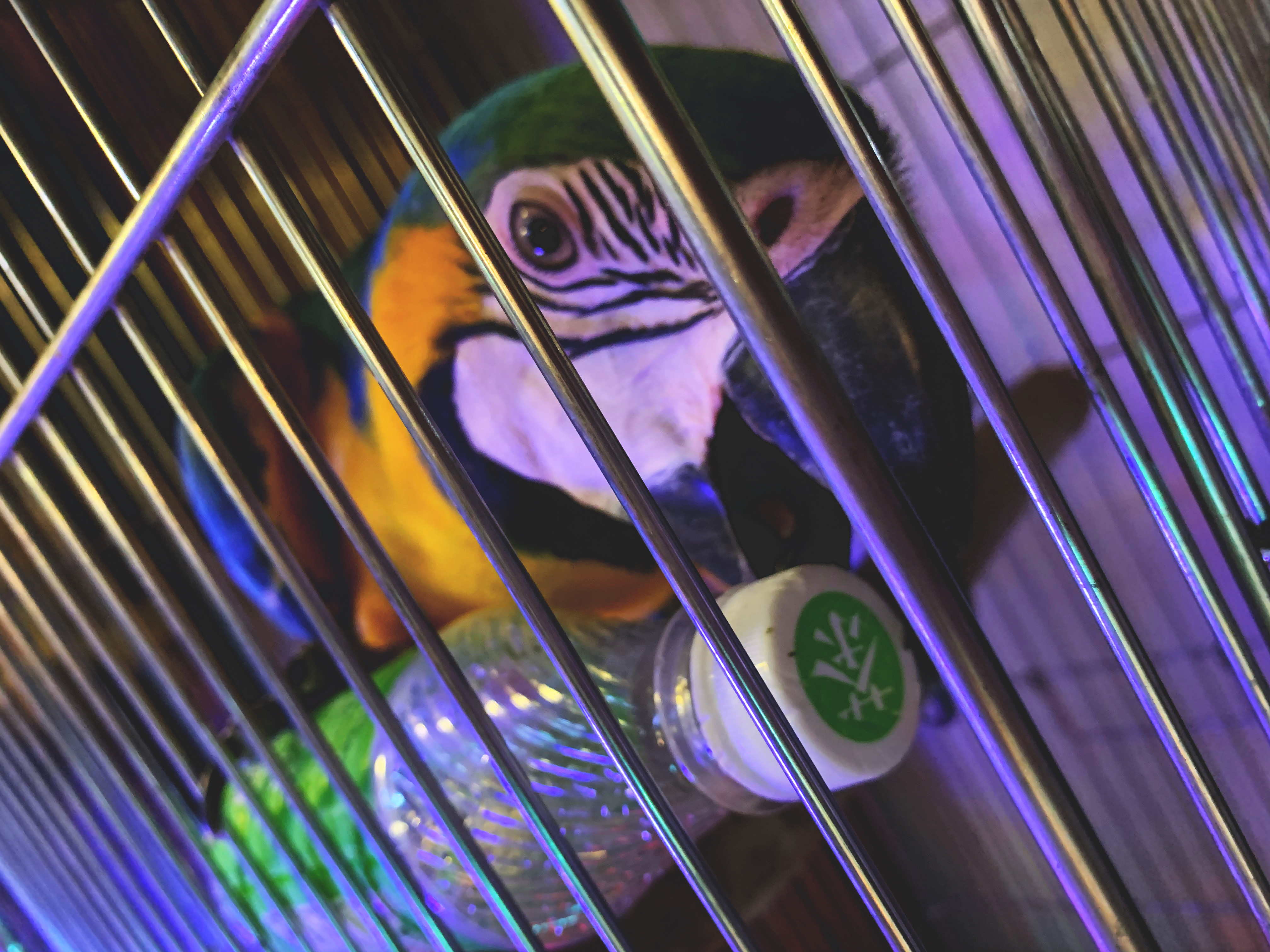 ルリコンゴウインコ
