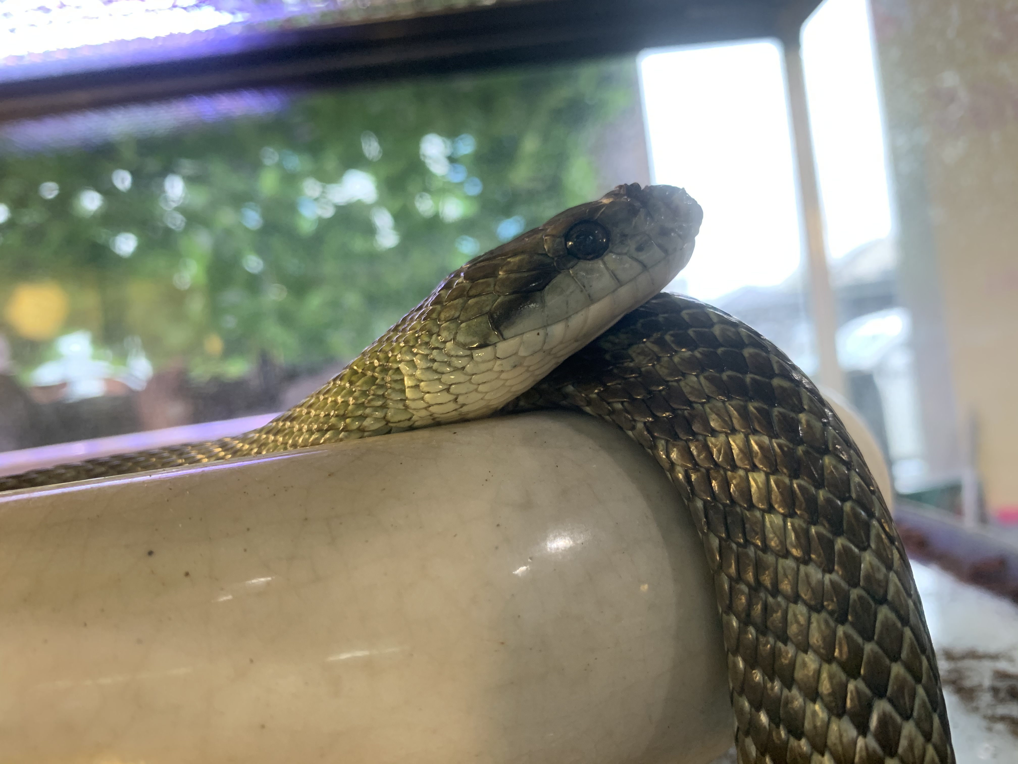 アオダイショウ