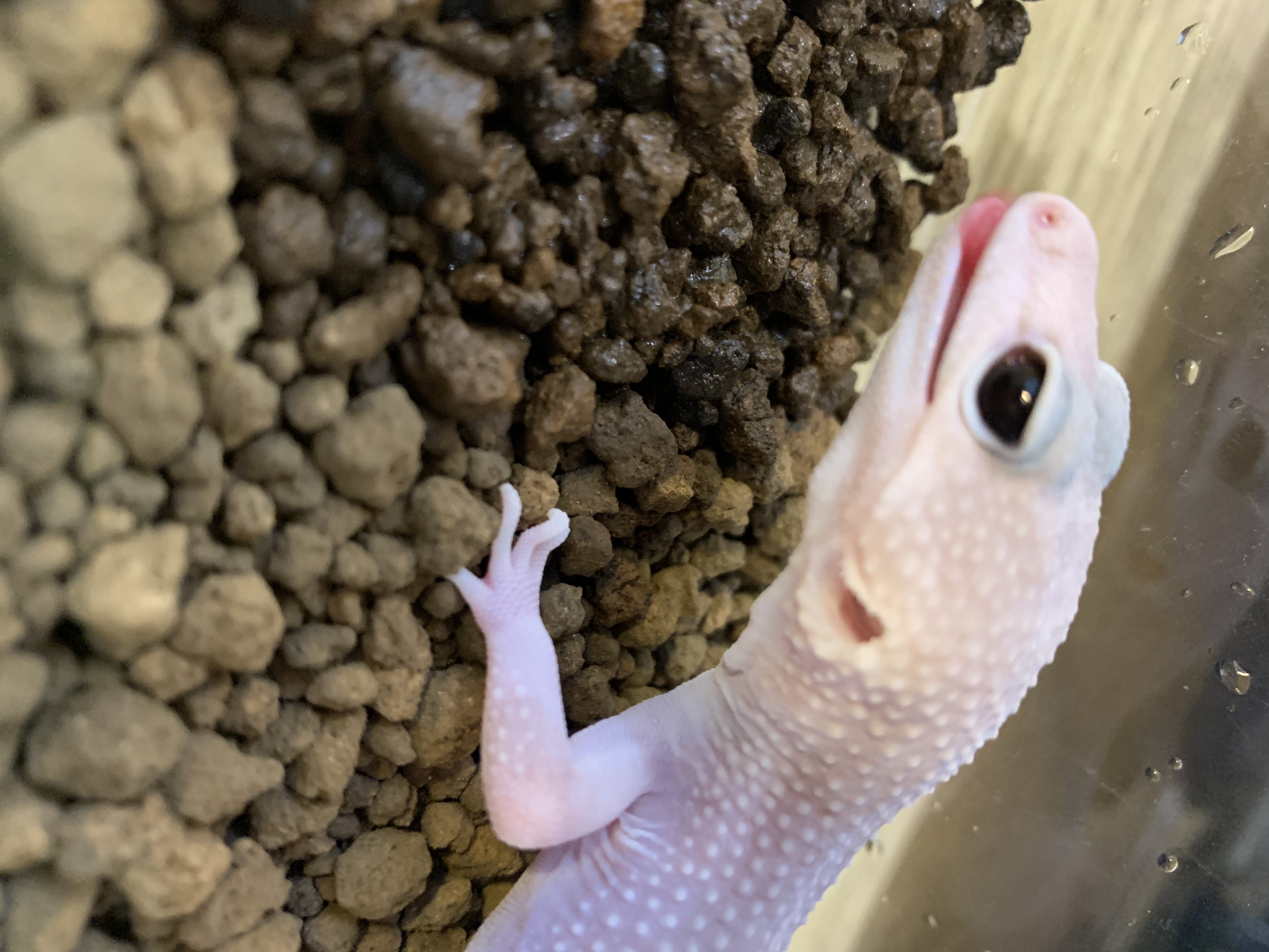 レオパ