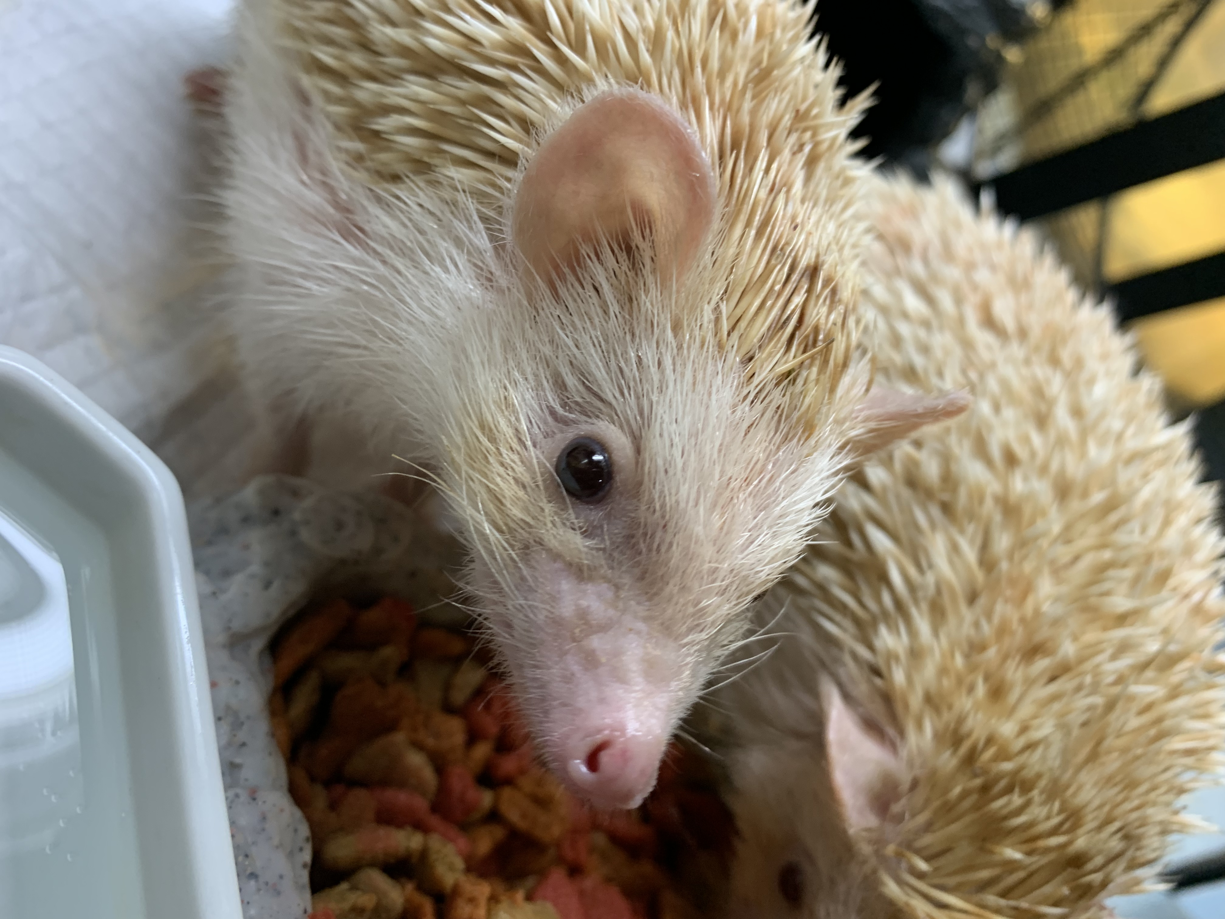 ヨツユビハリネズミ