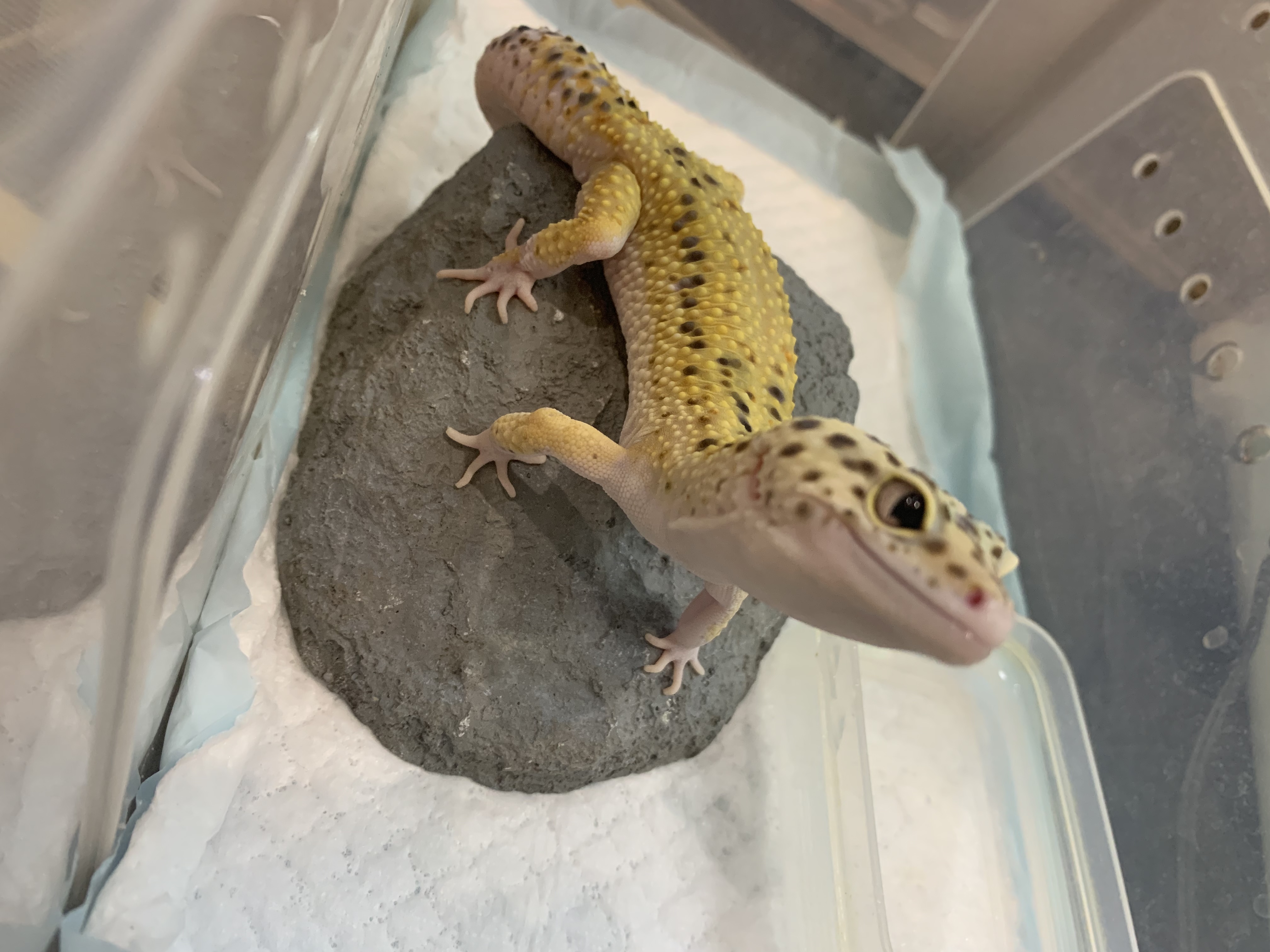 レオパ