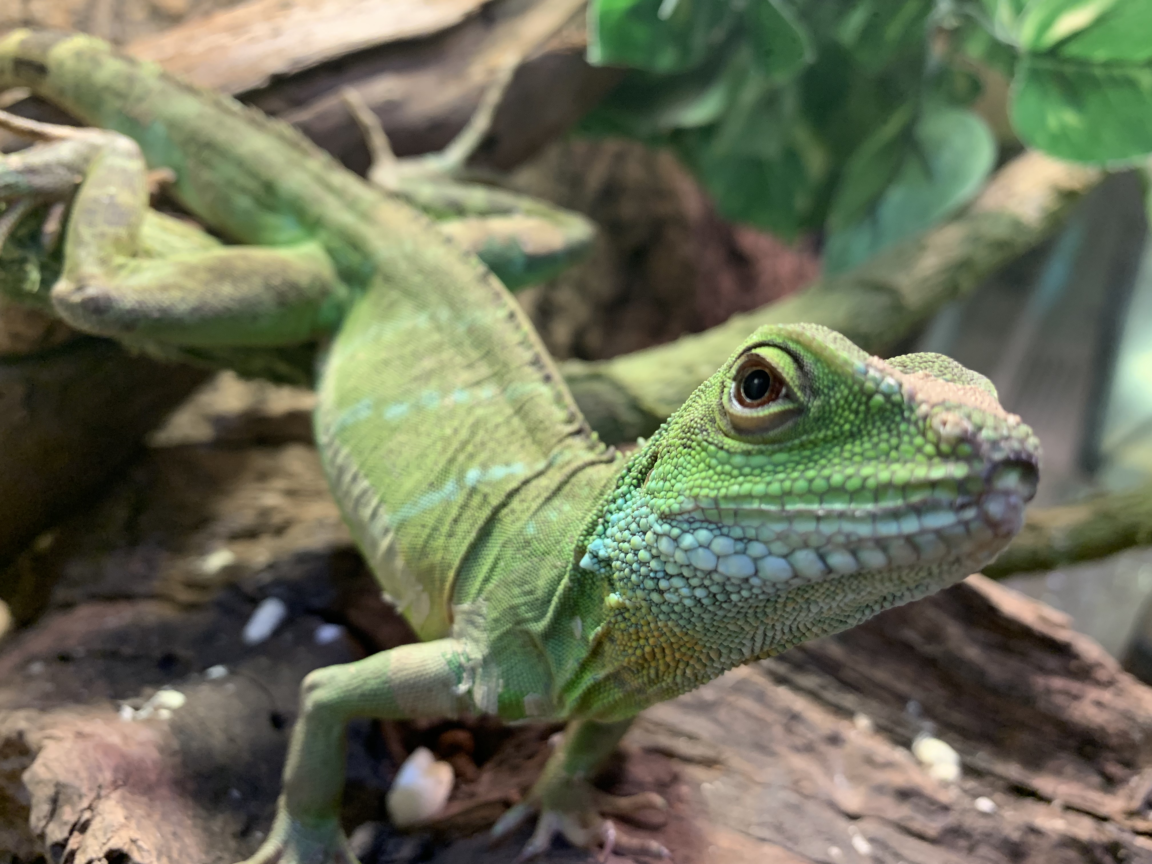 インドシナウォータードラゴン