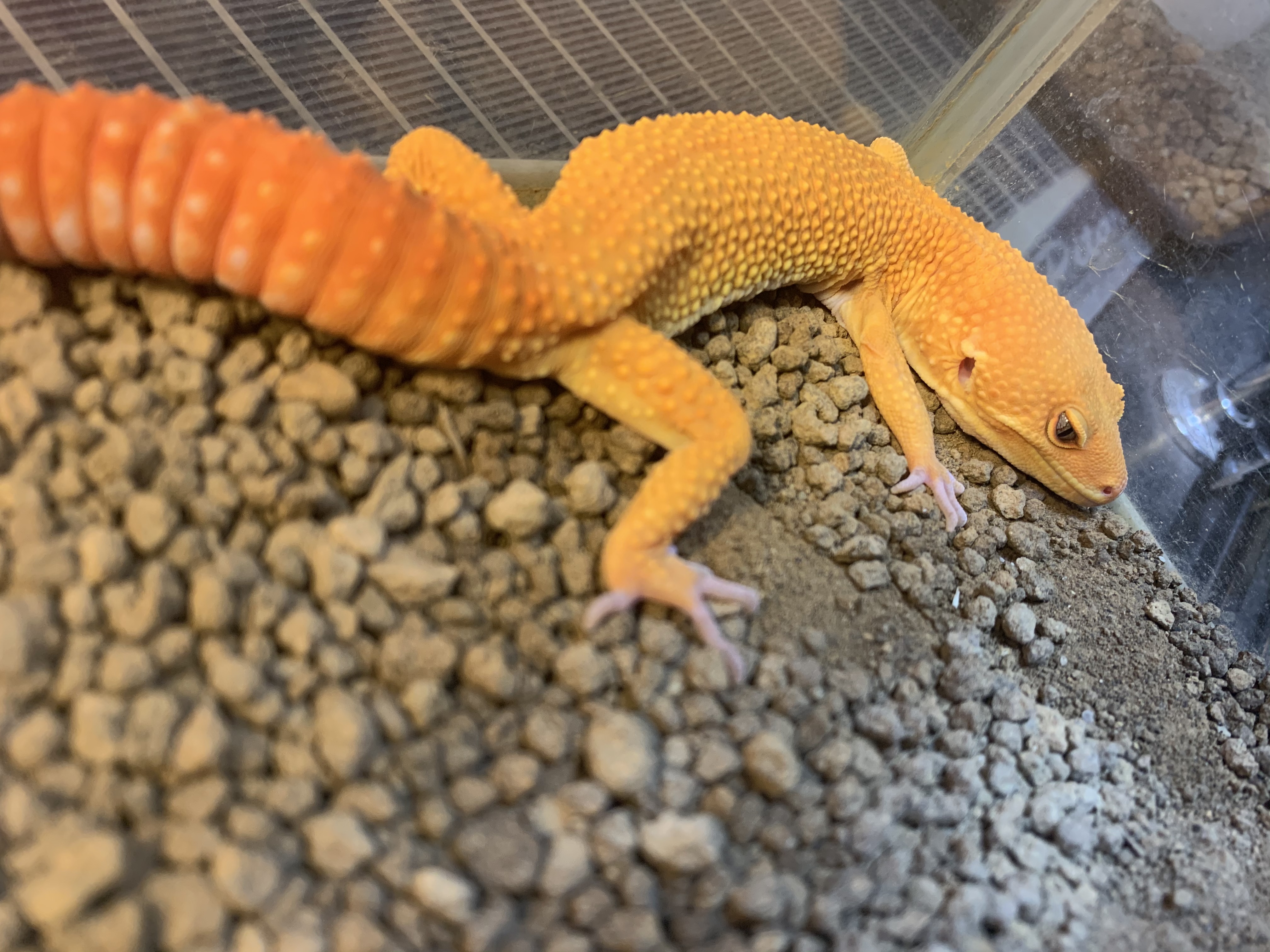ヒョウモントカゲモドキ