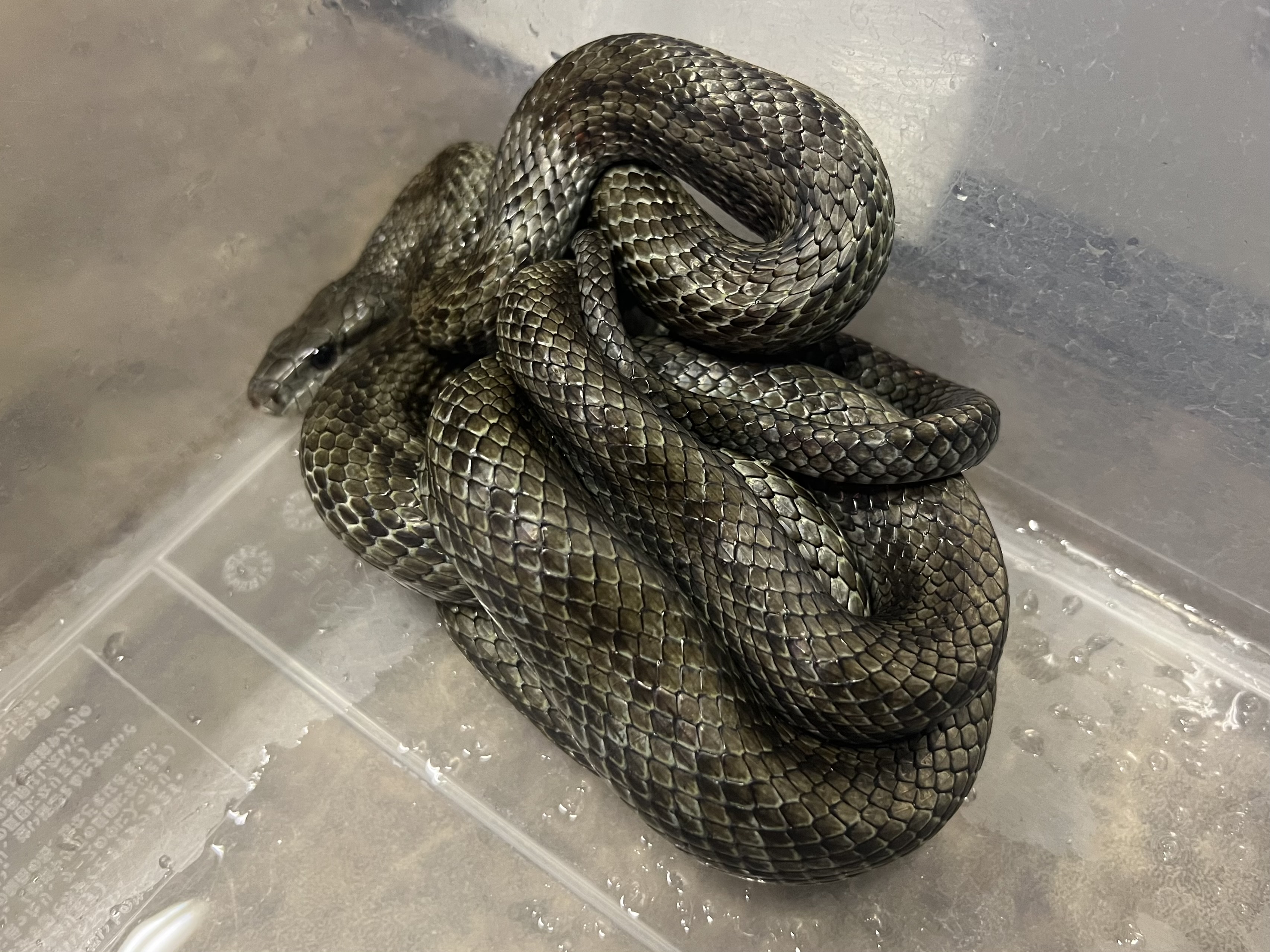 アオダイショウ