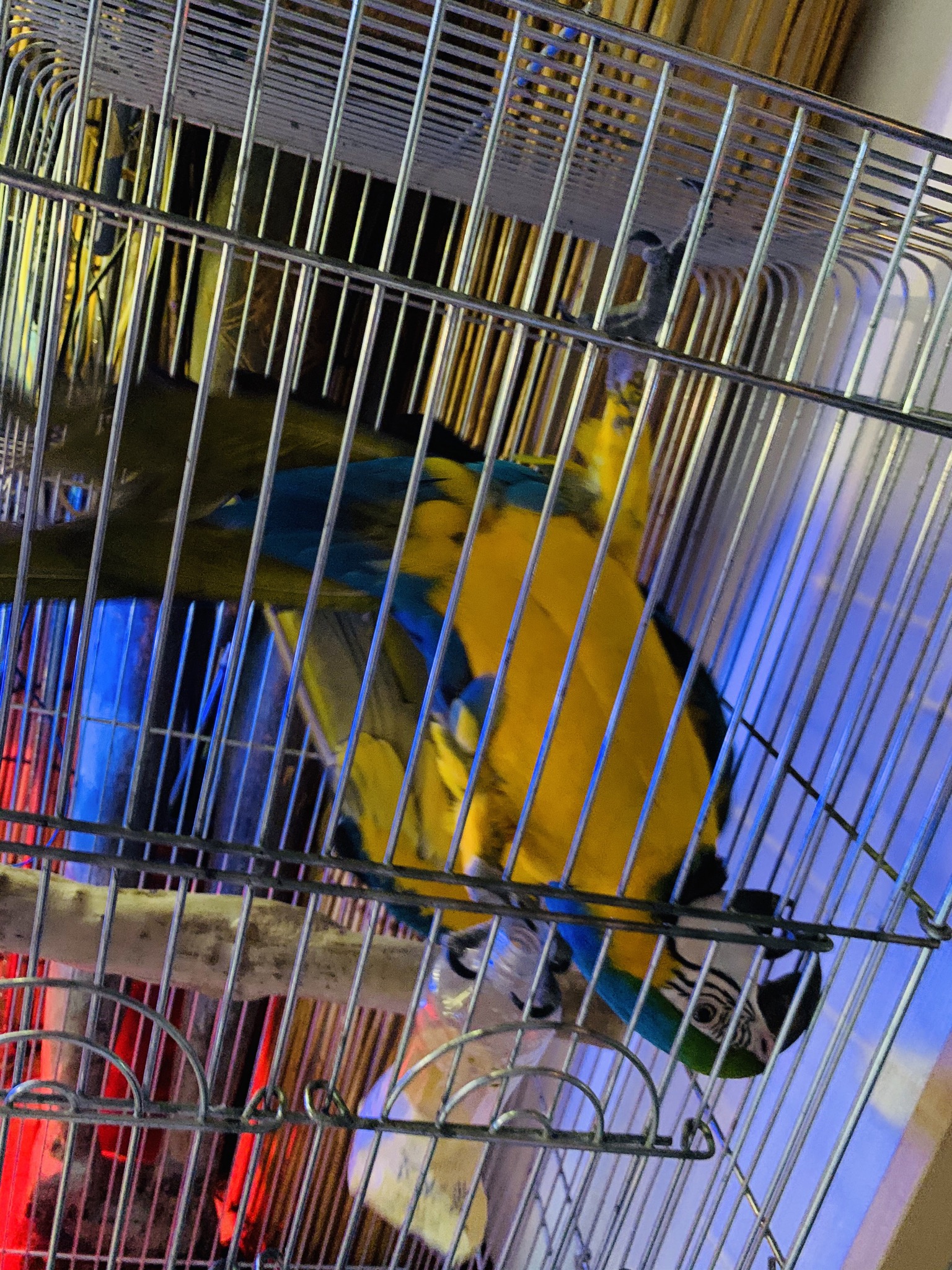 ルリコンゴウインコ