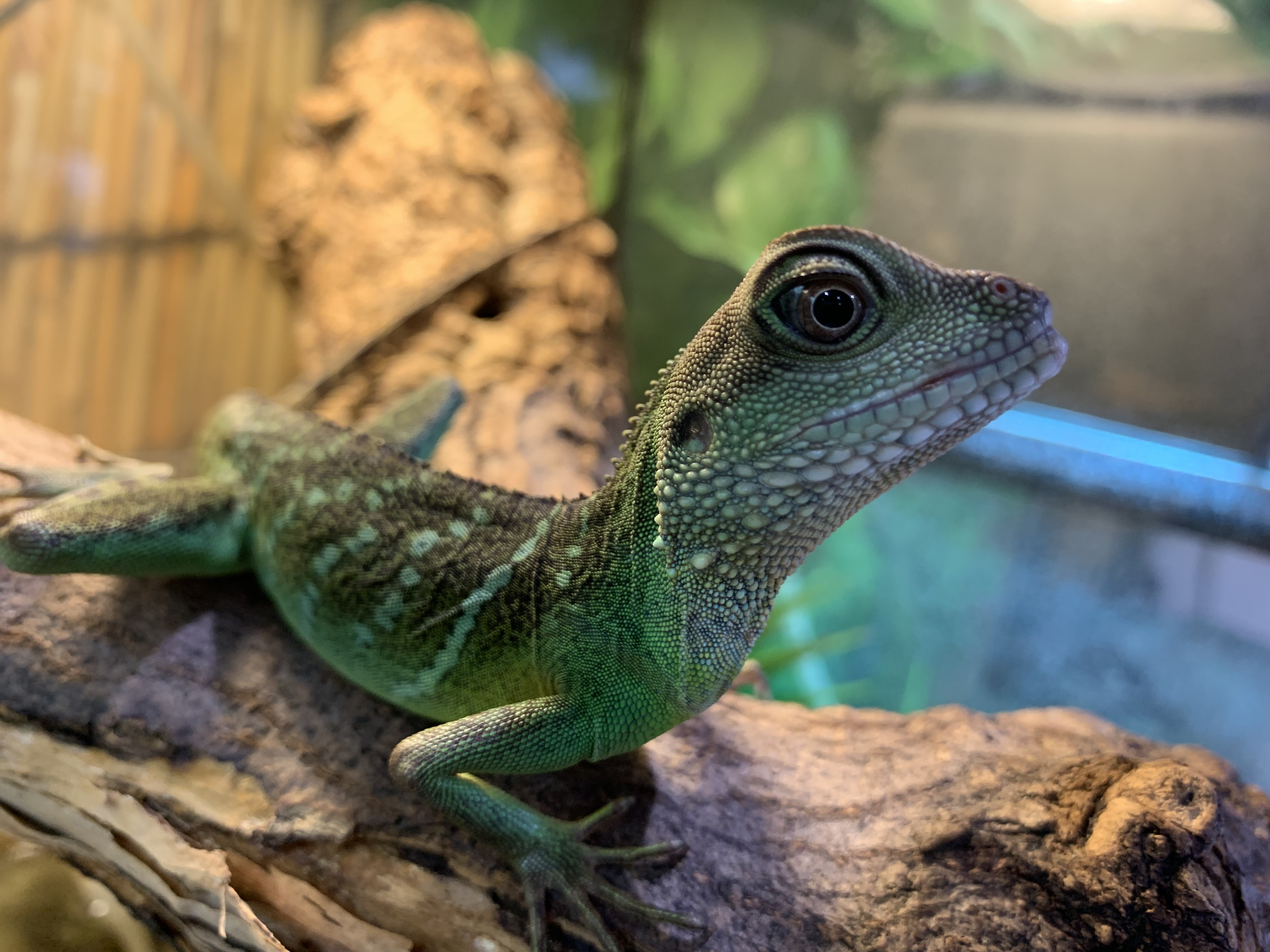 インドシナウォータードラゴン