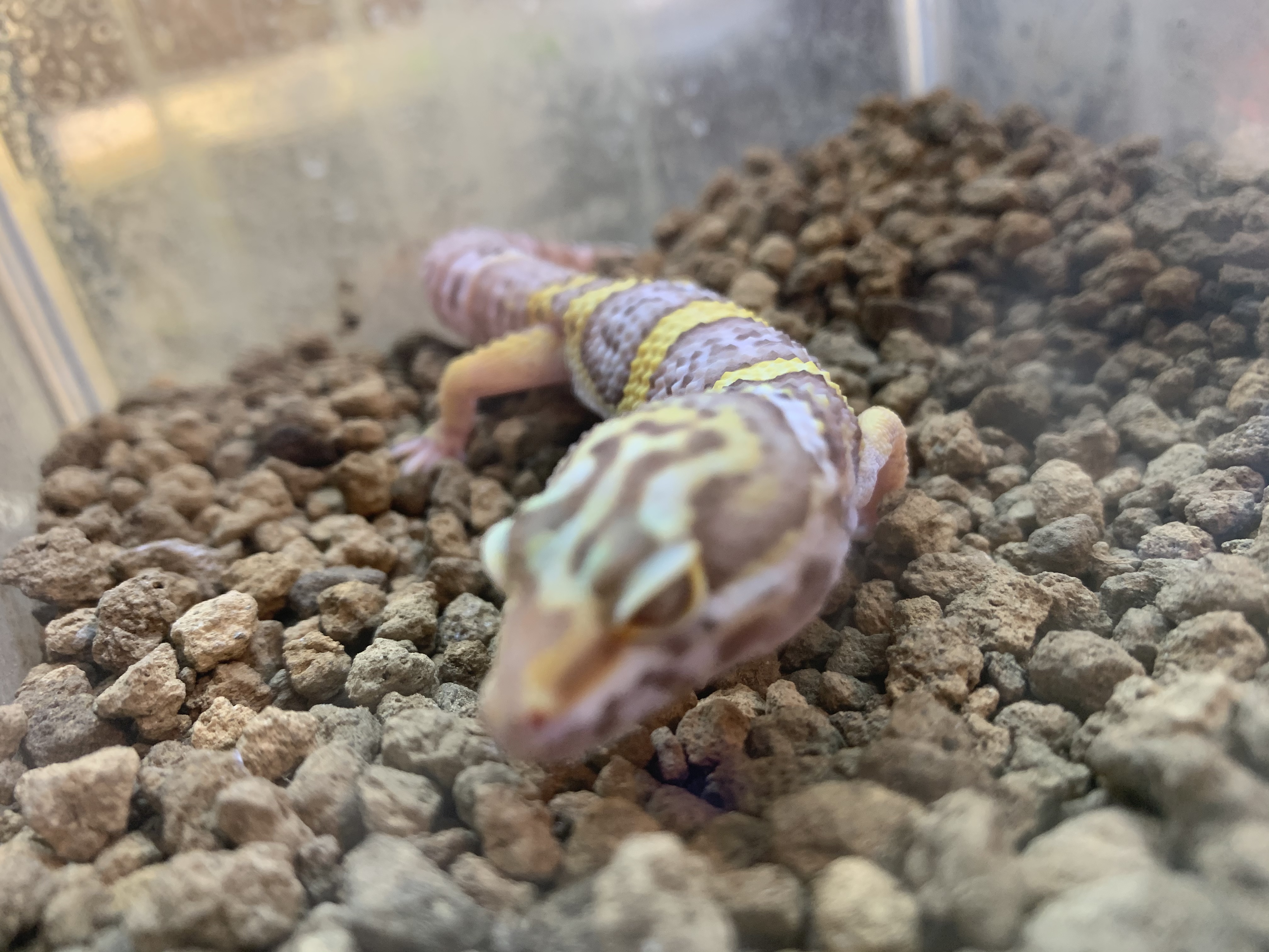 ヒョウモントカゲモドキ