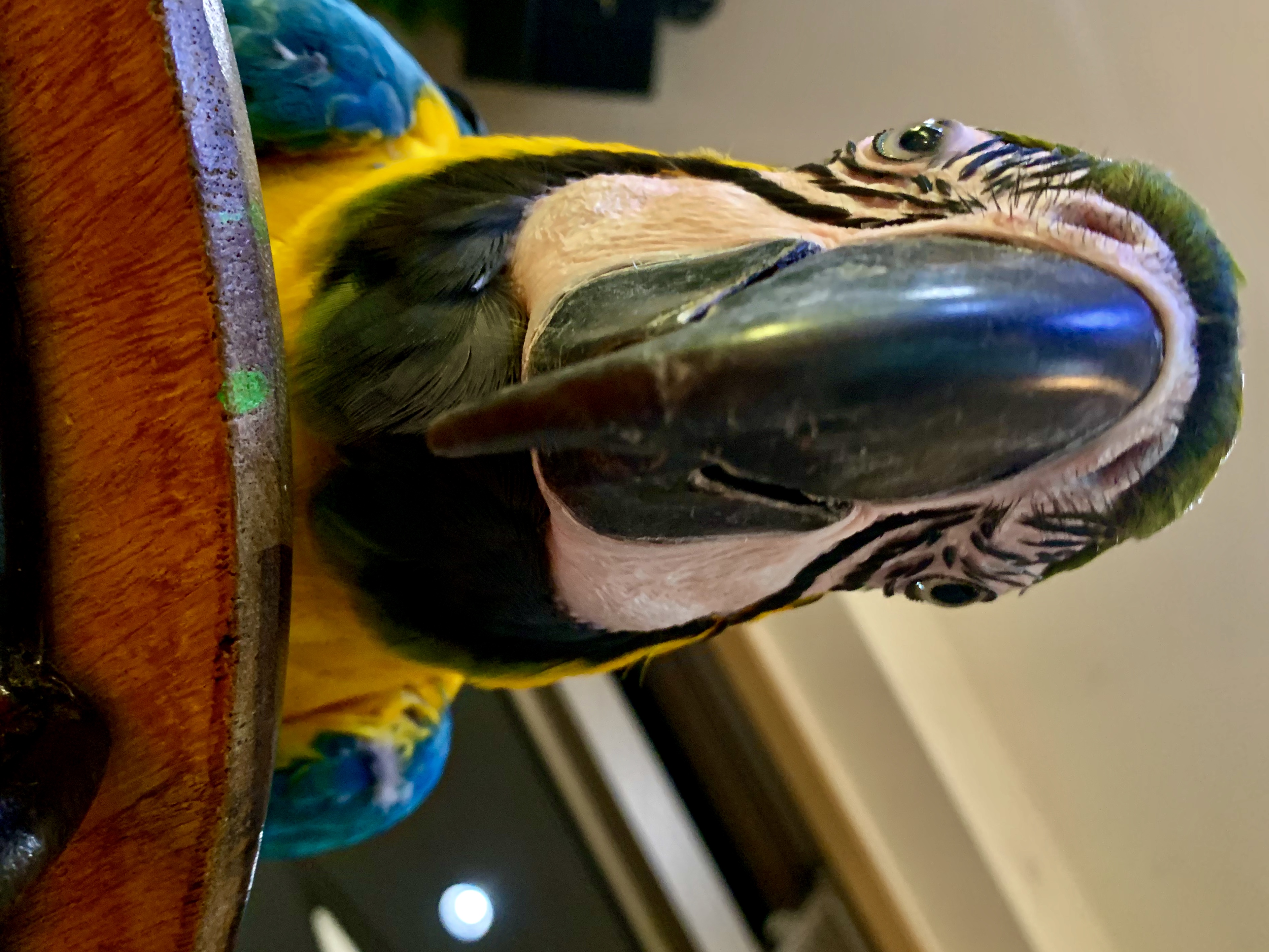 ルリコンゴウインコ
