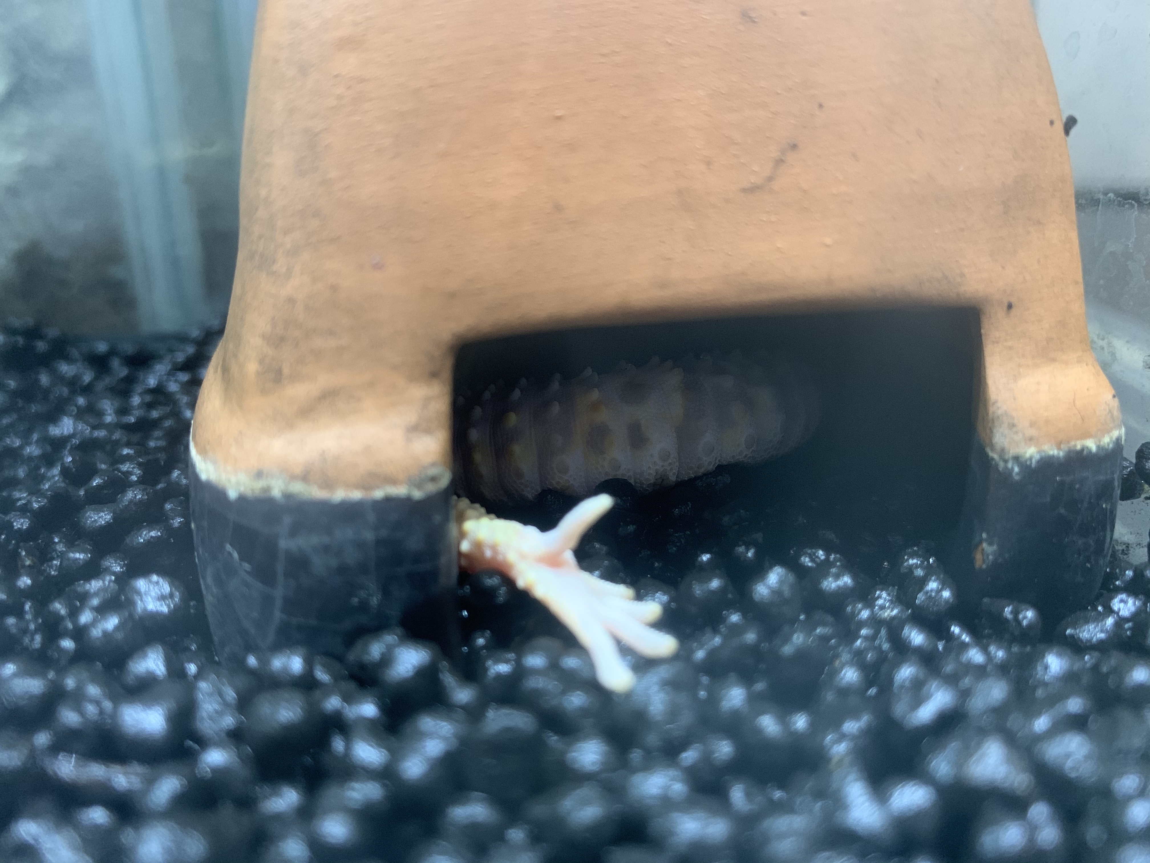 ヒョウモントカゲモドキ