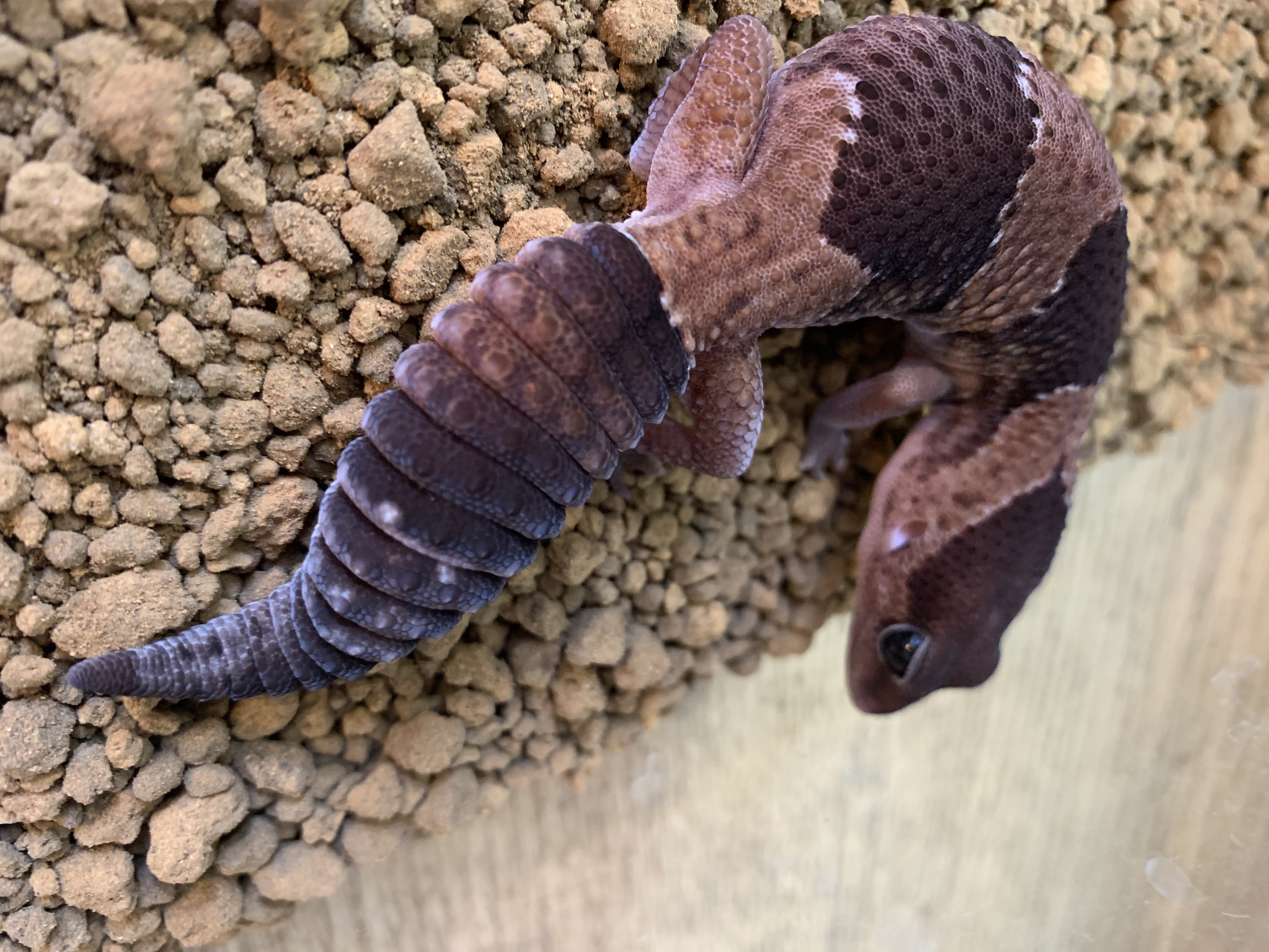 ニシアフリカトカゲモドキ