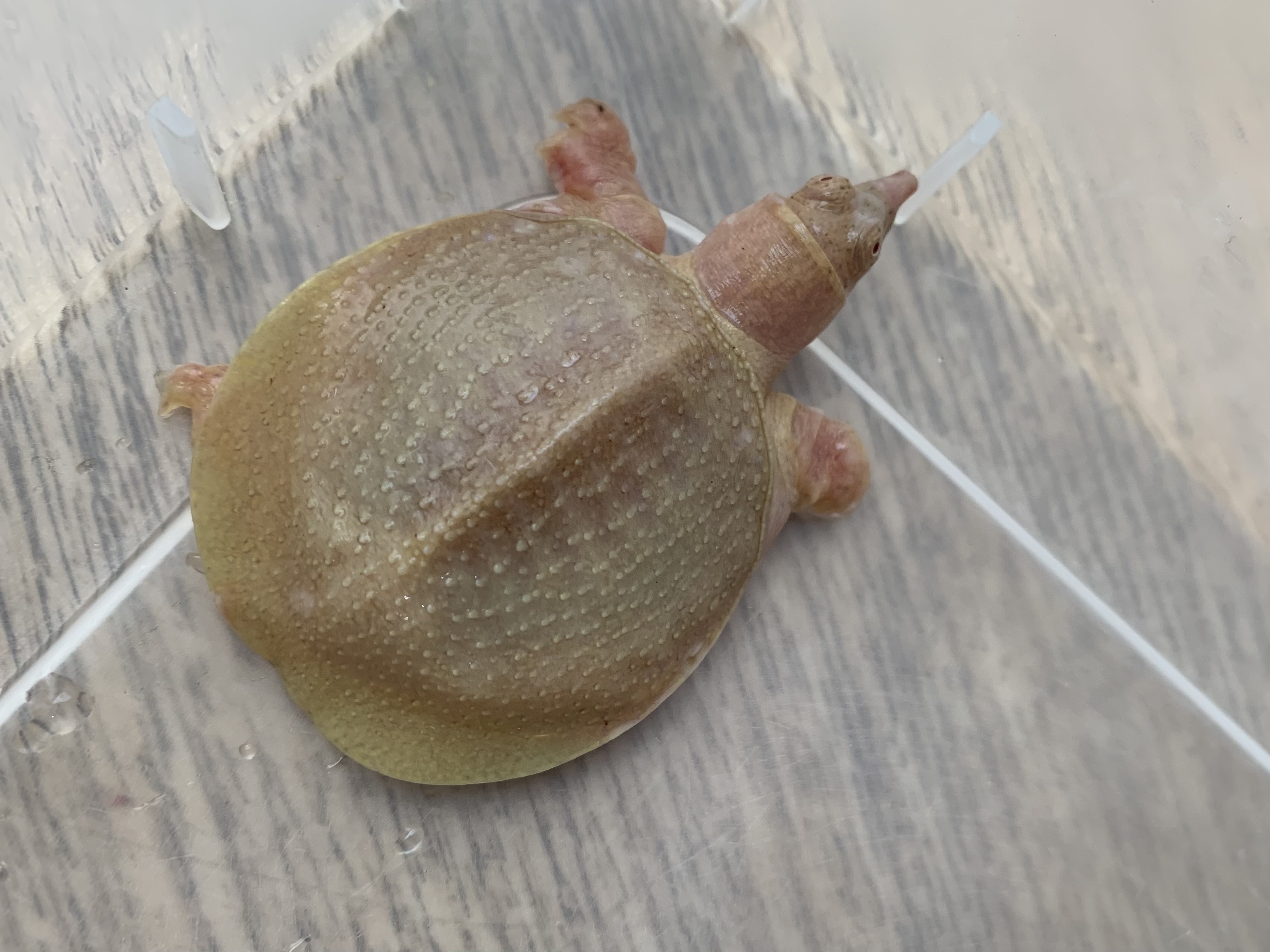 アルビノシナスッポン
