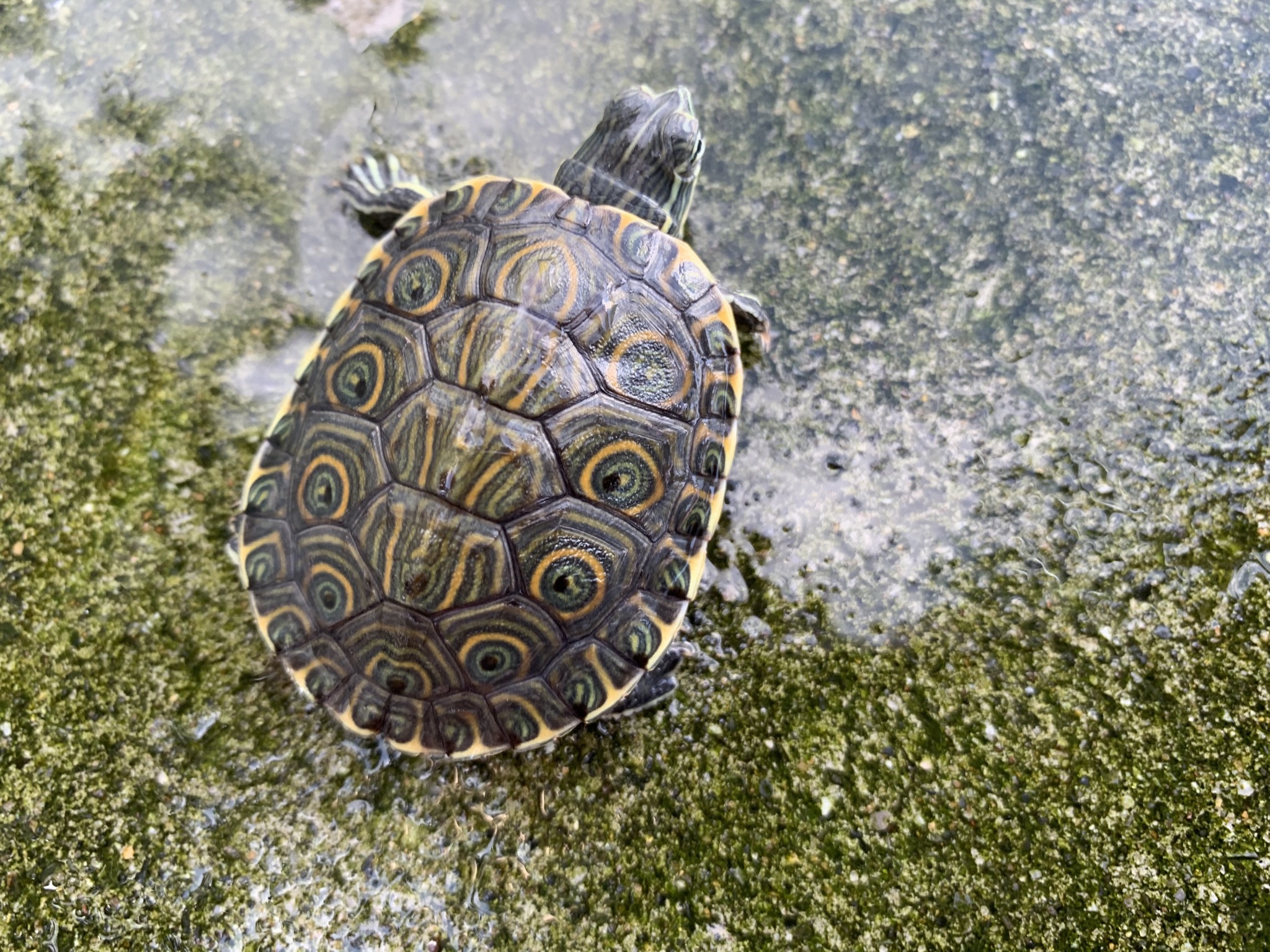 タバスコクジャクガメ
