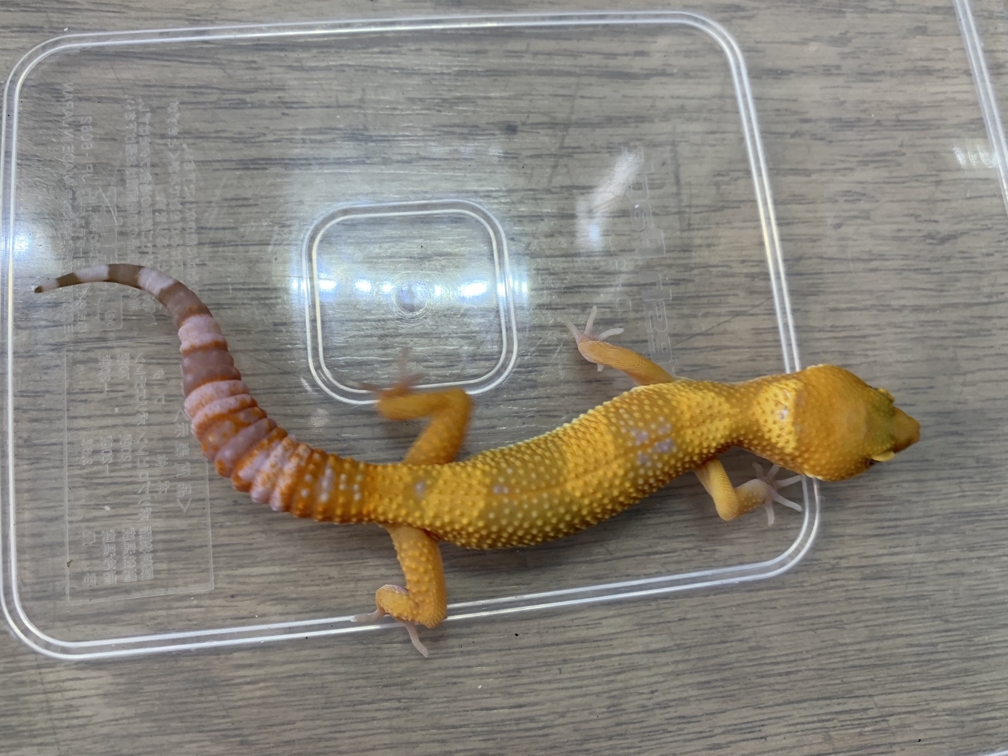 レオパ