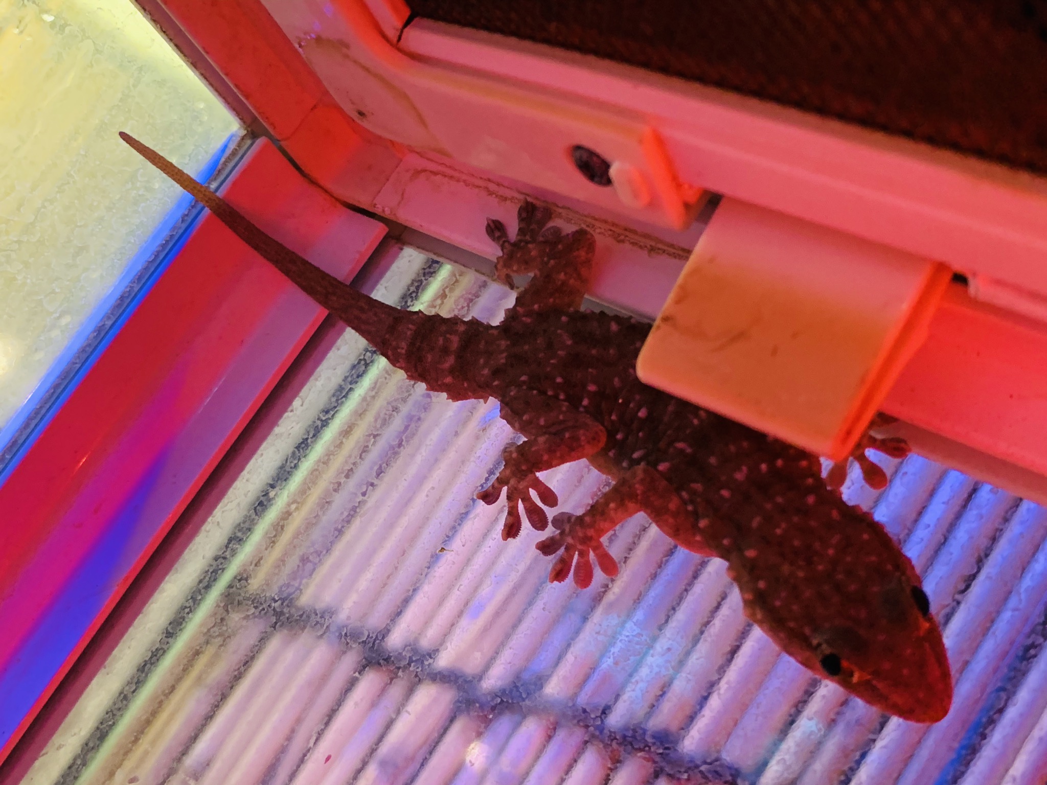 トーゴフトユビヤモリ