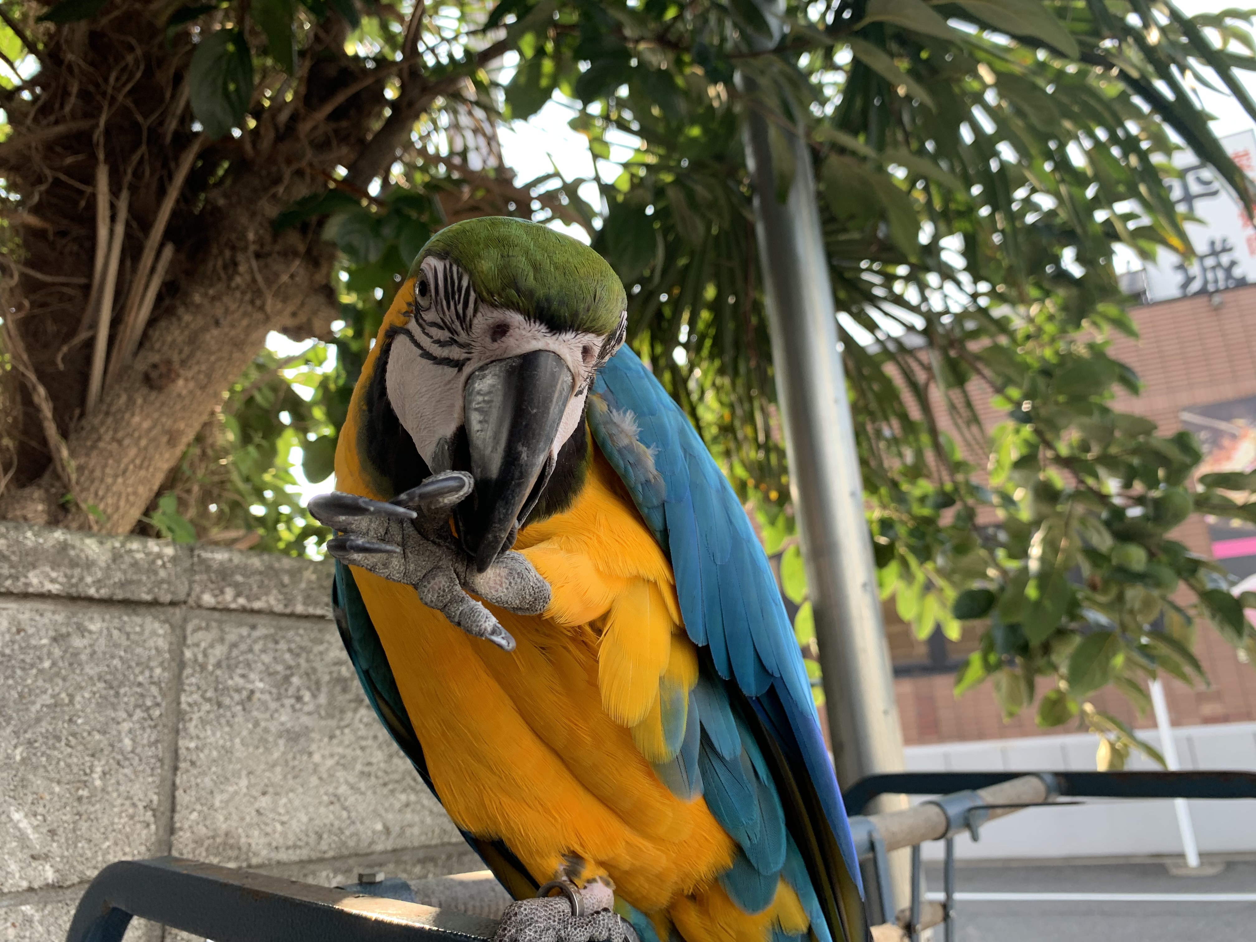 ルリコンゴウインコ