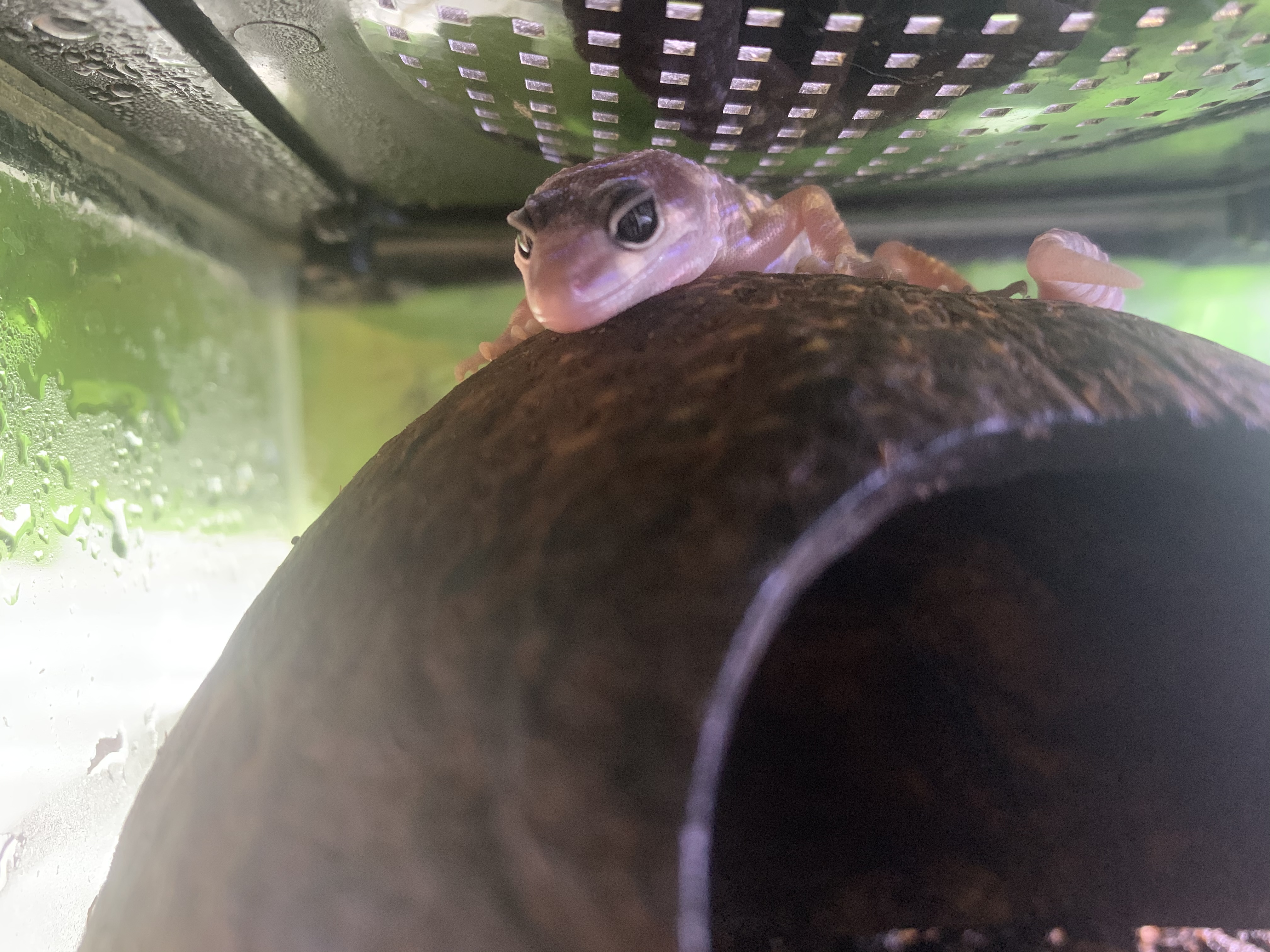 レオパ
