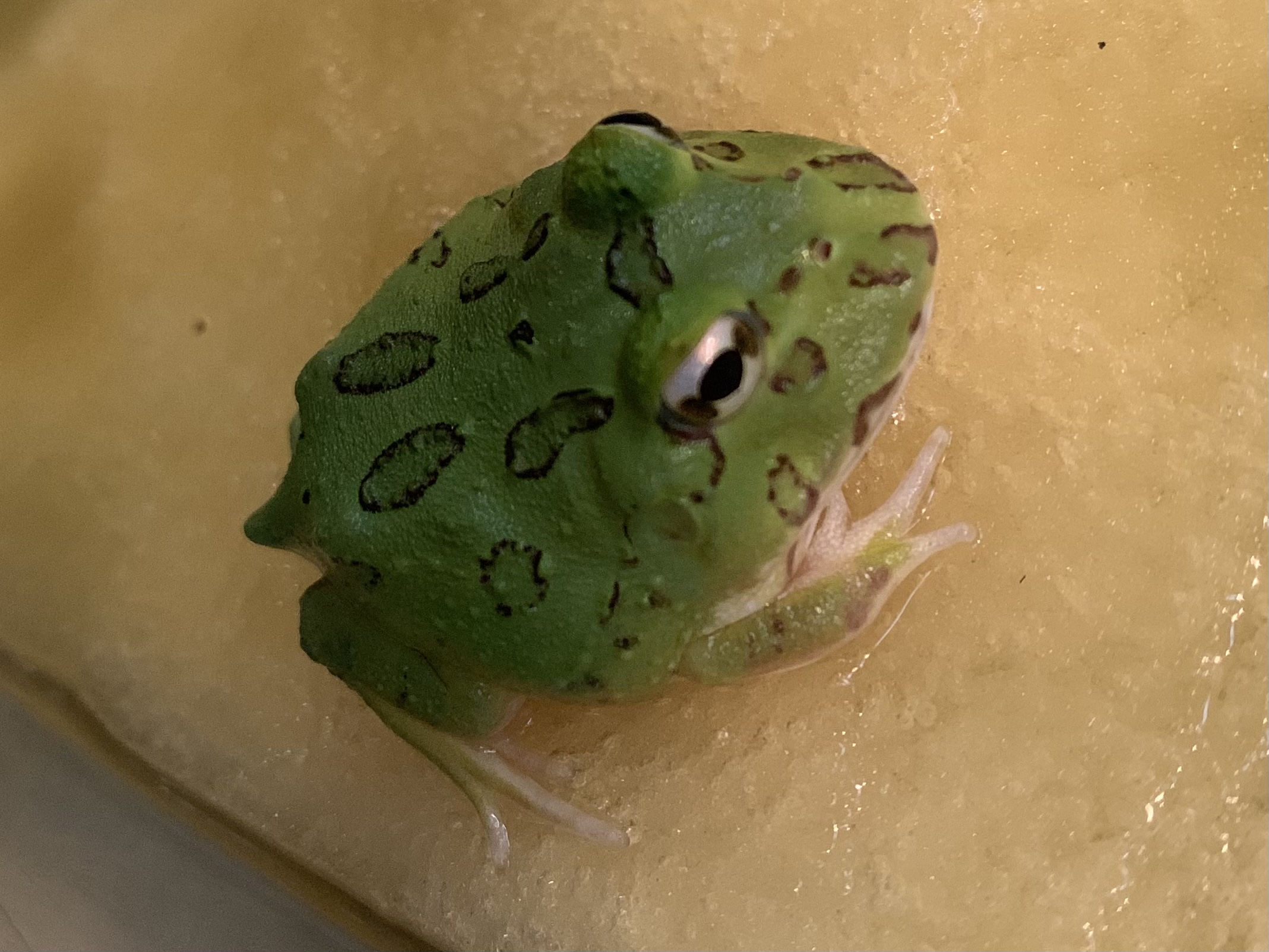 クランウェルツノガエル