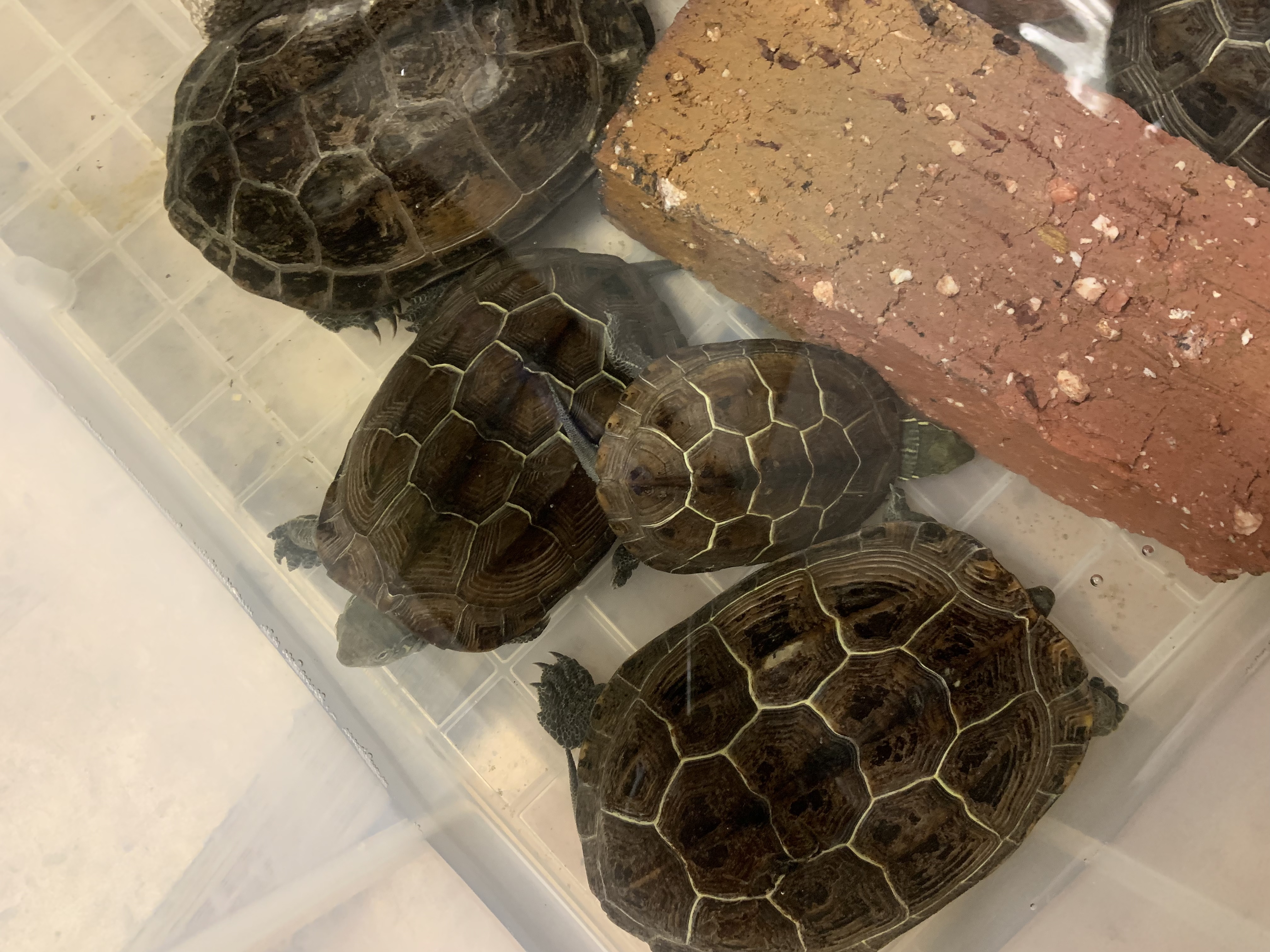 クサガメ