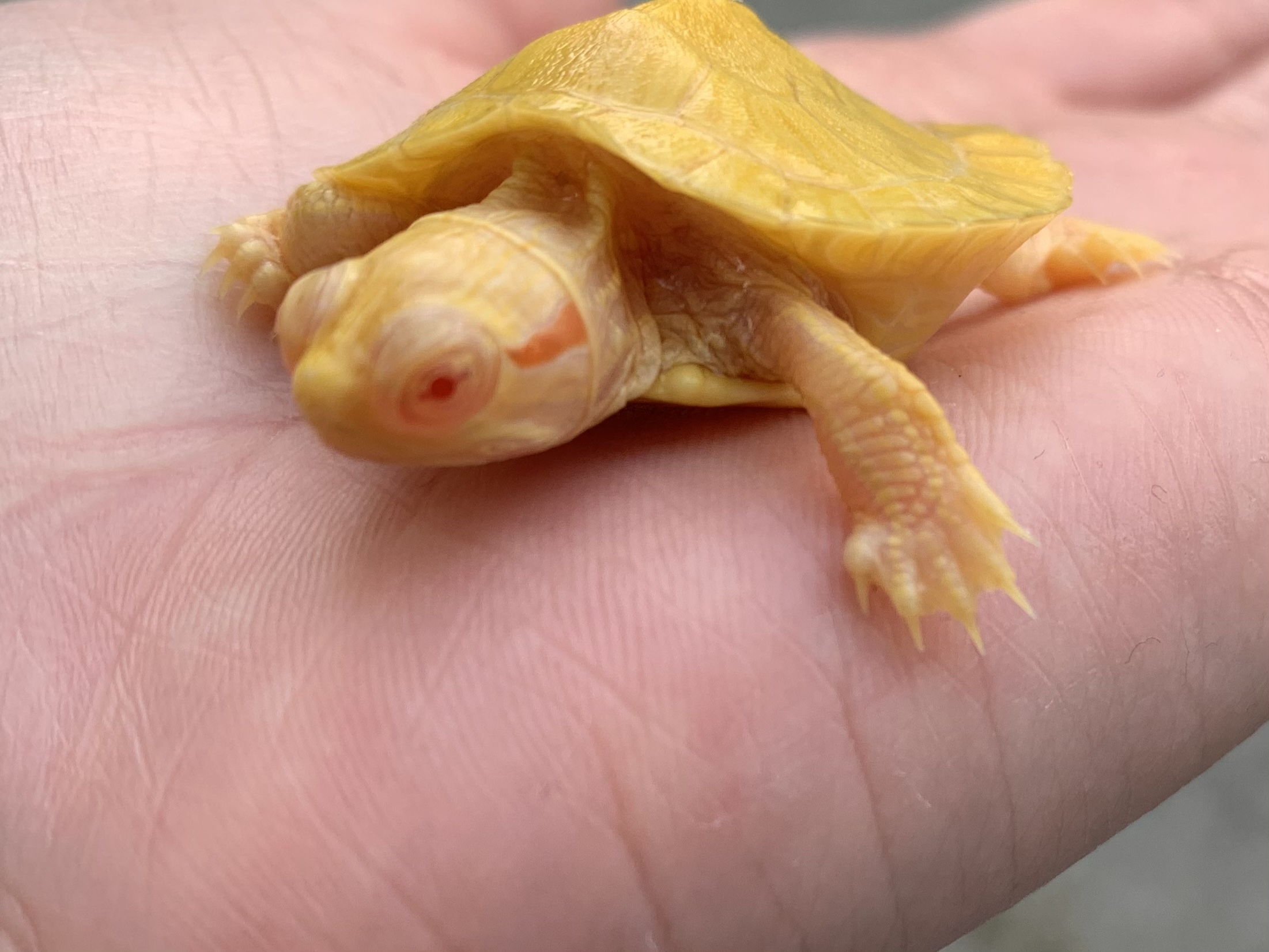 アルビノミドリガメ