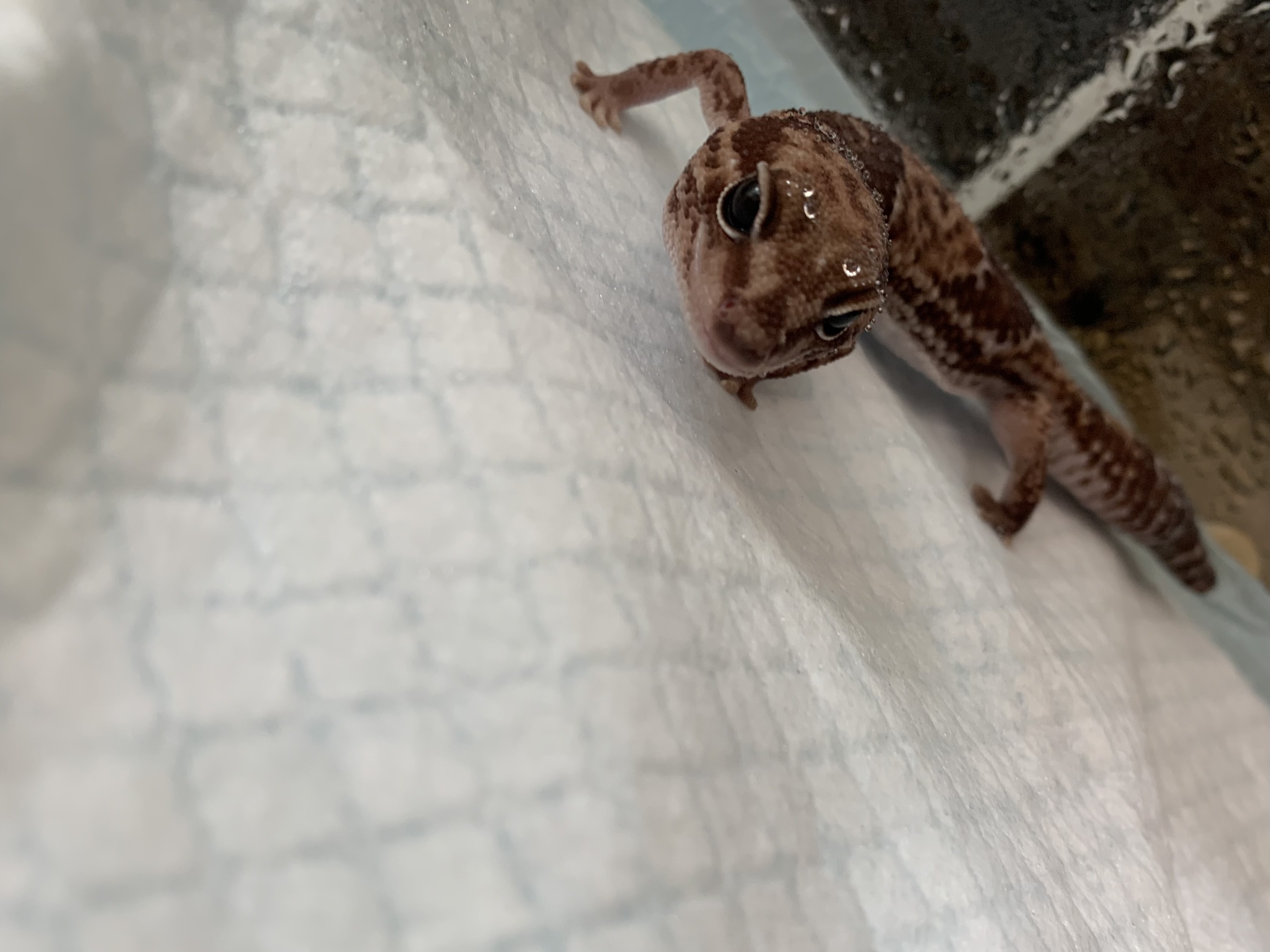 ニシアフリカトカゲモドキ