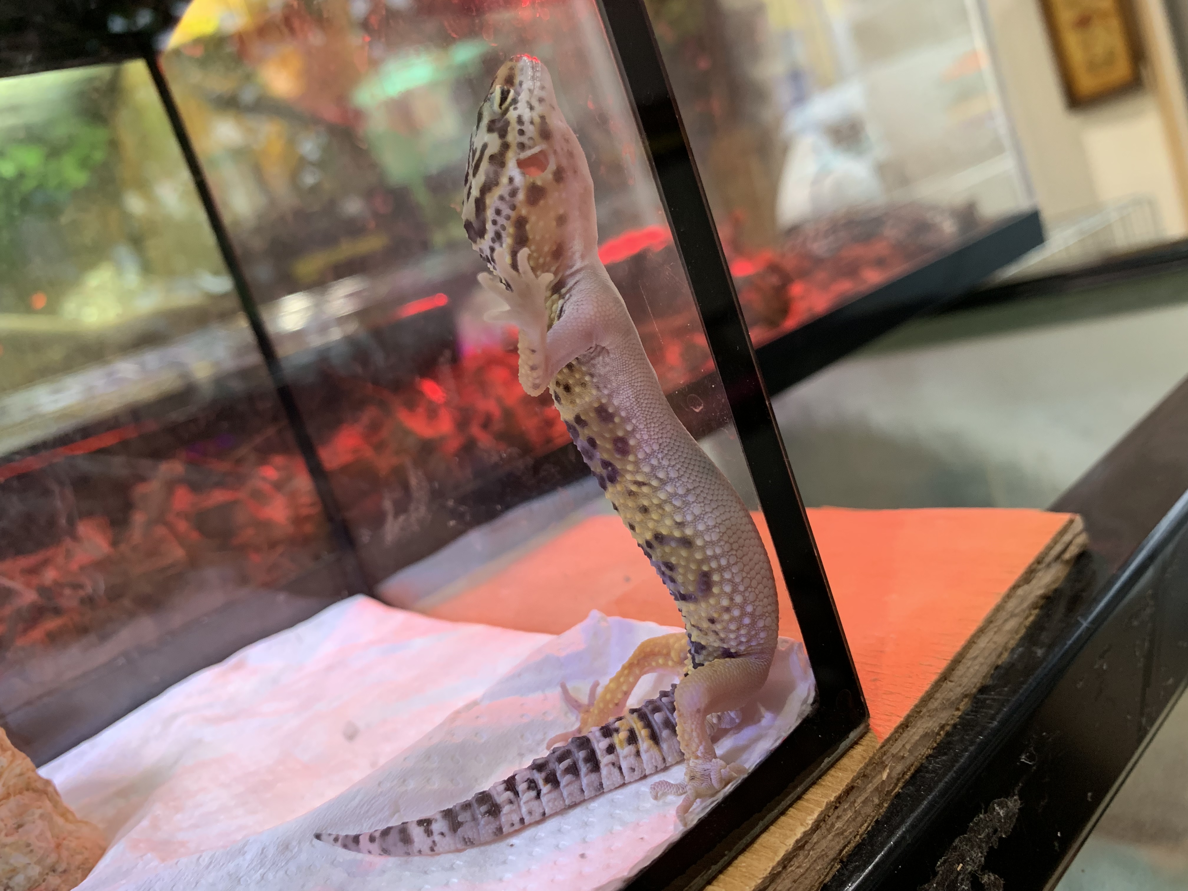 ヒョウモントカゲモドキ