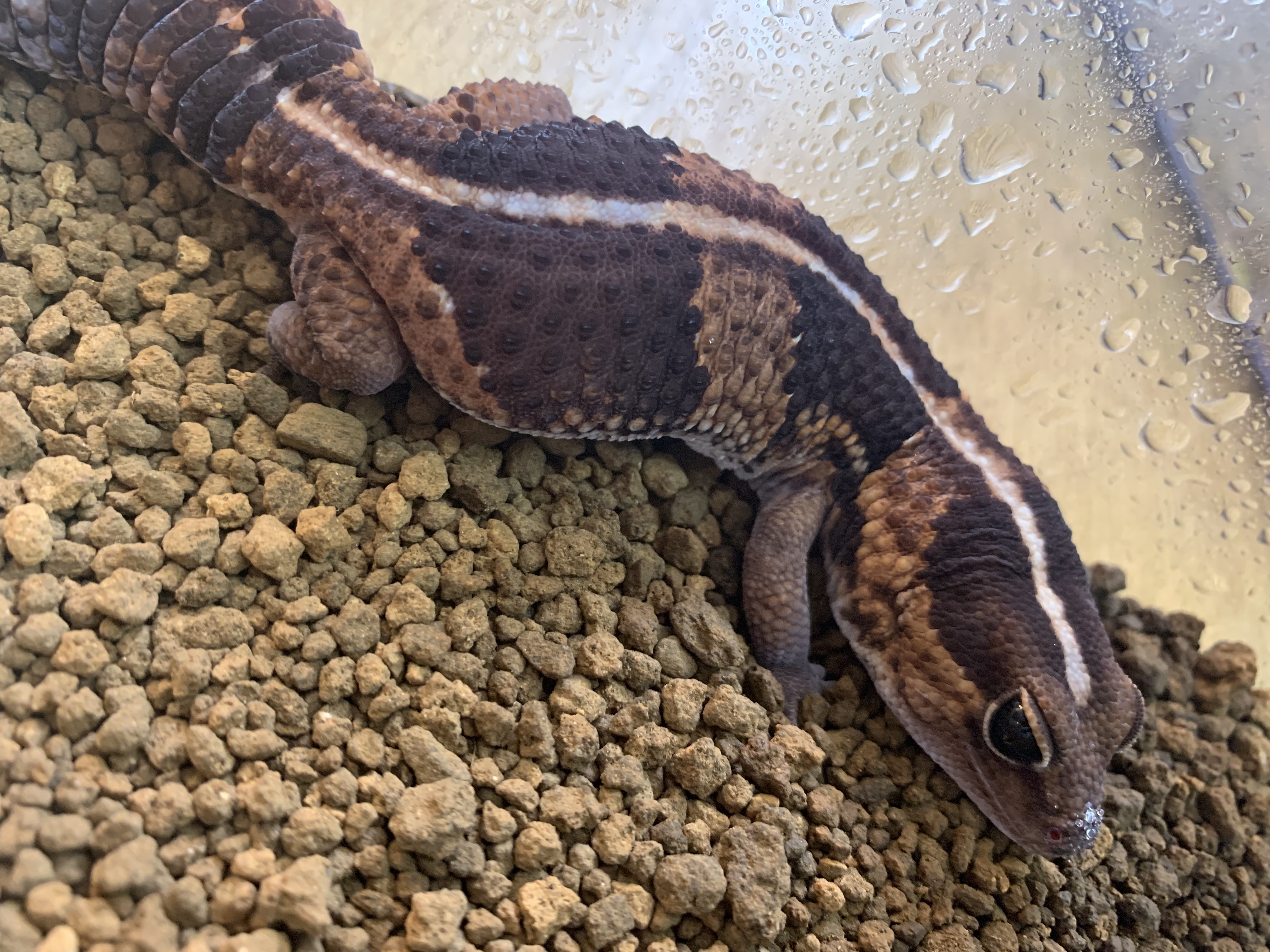 ニシアフリカトカゲモドキ
