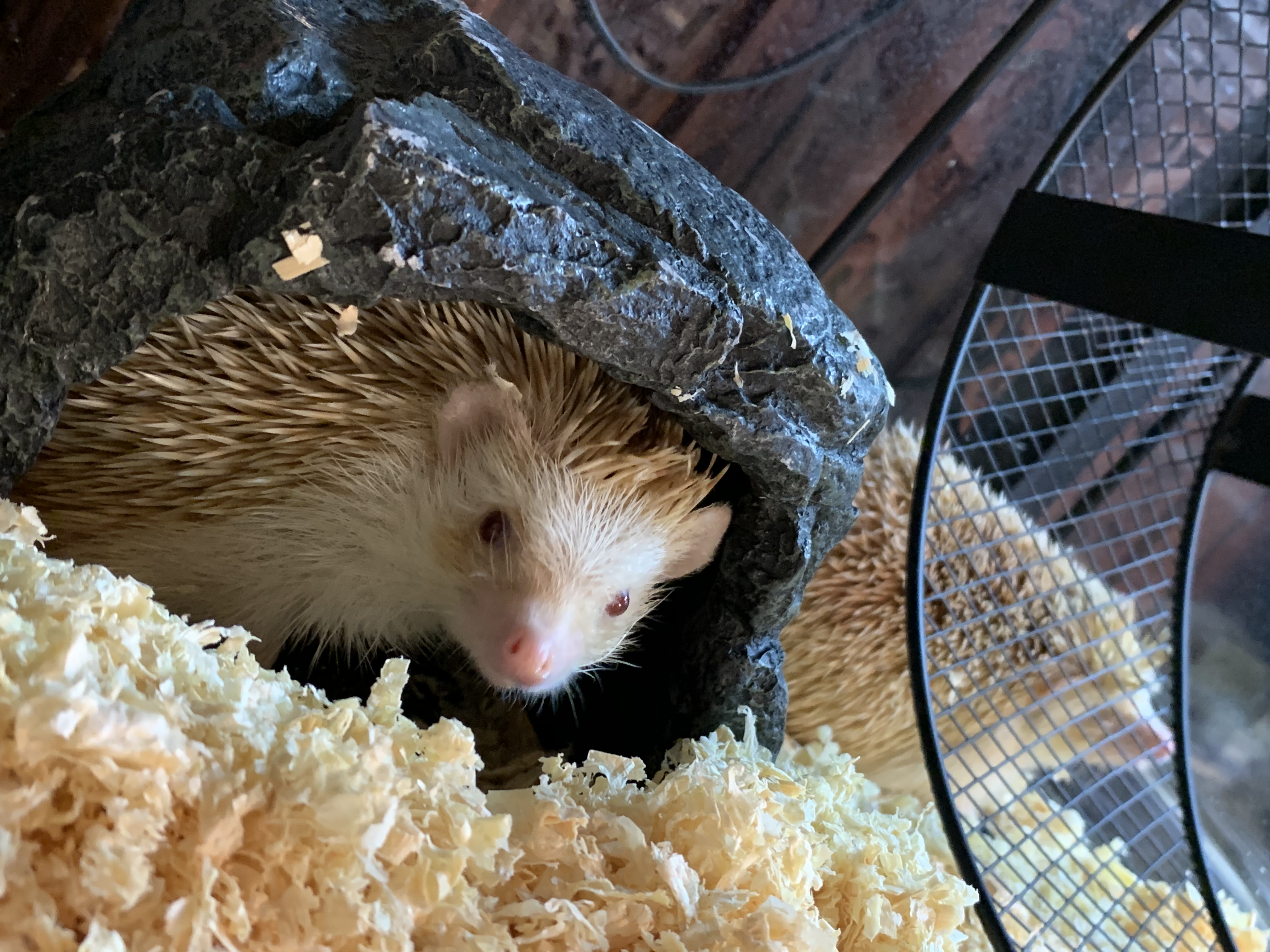 ヨツユビハリネズミ 