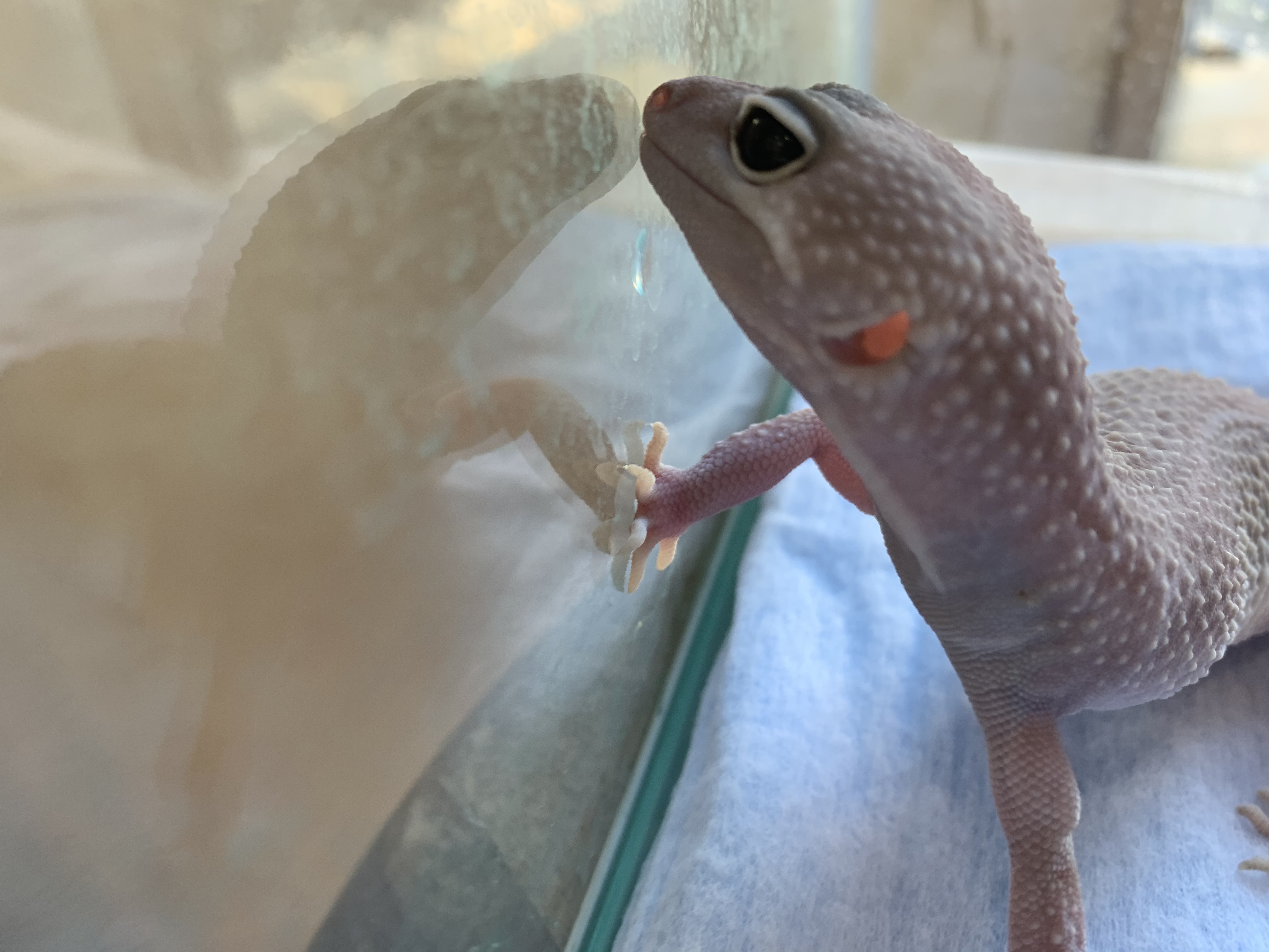 ヒョウモントカゲモドキ