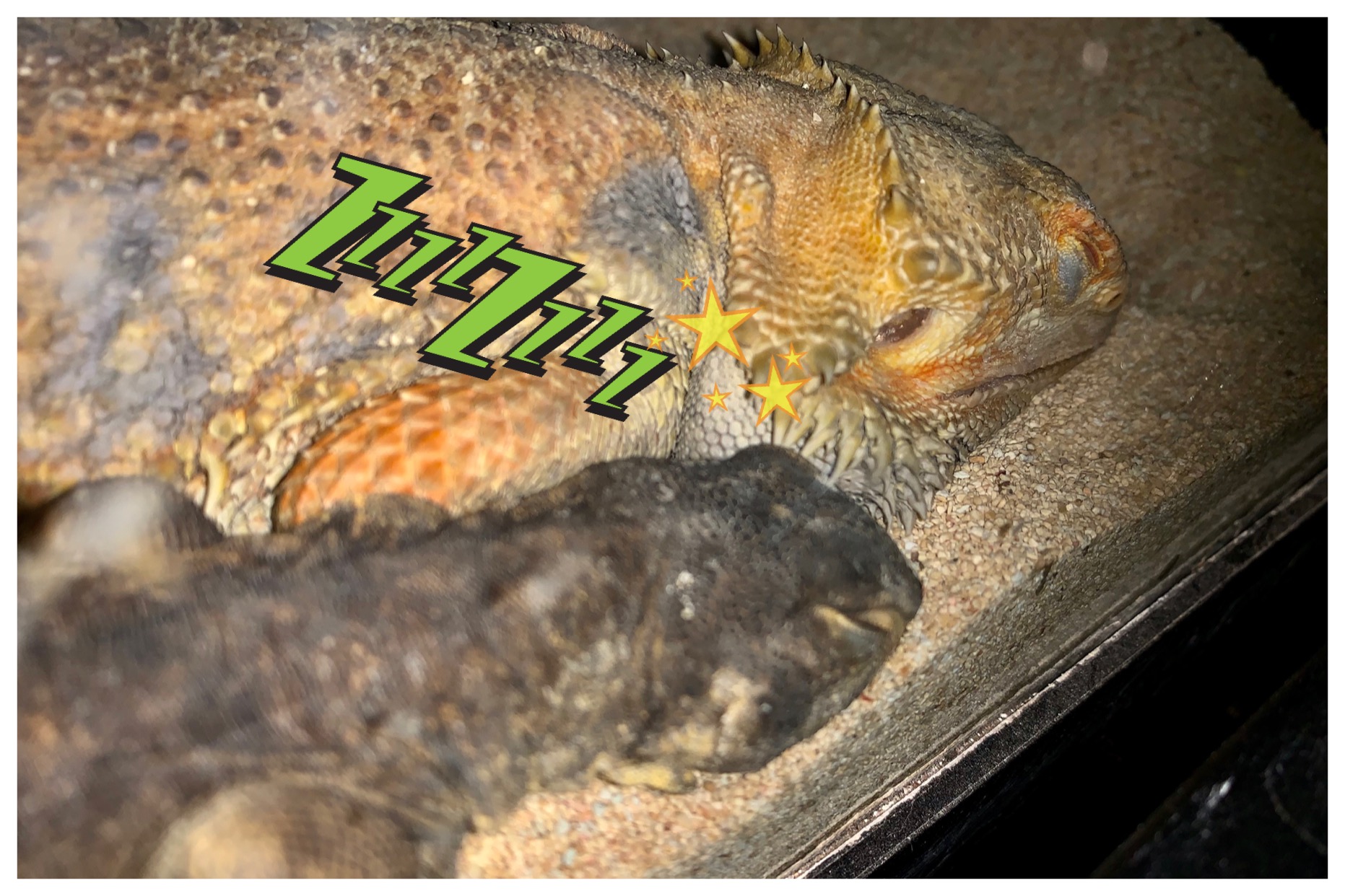 仲良し 😴