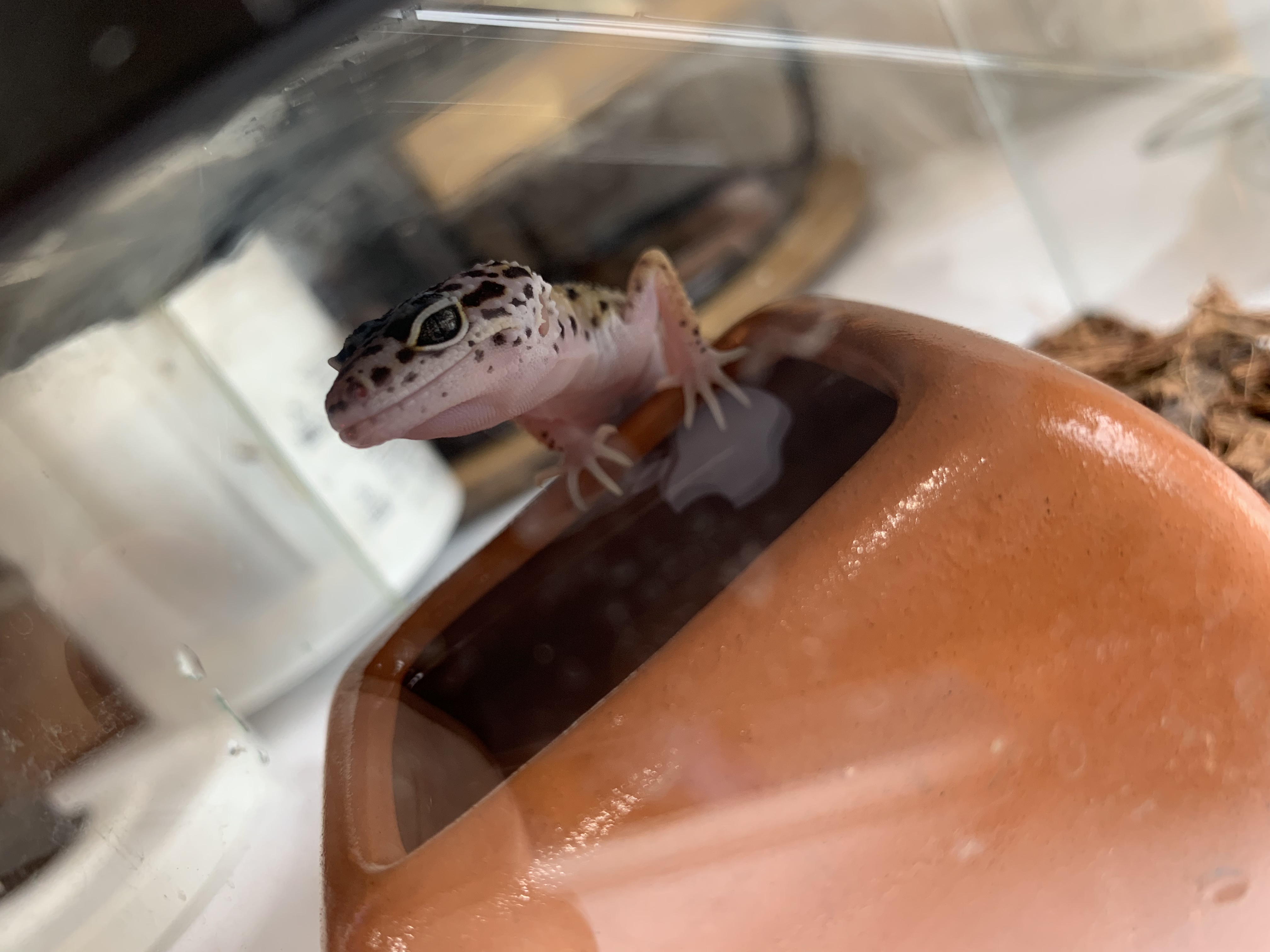 ヒョウモントカゲモドキ