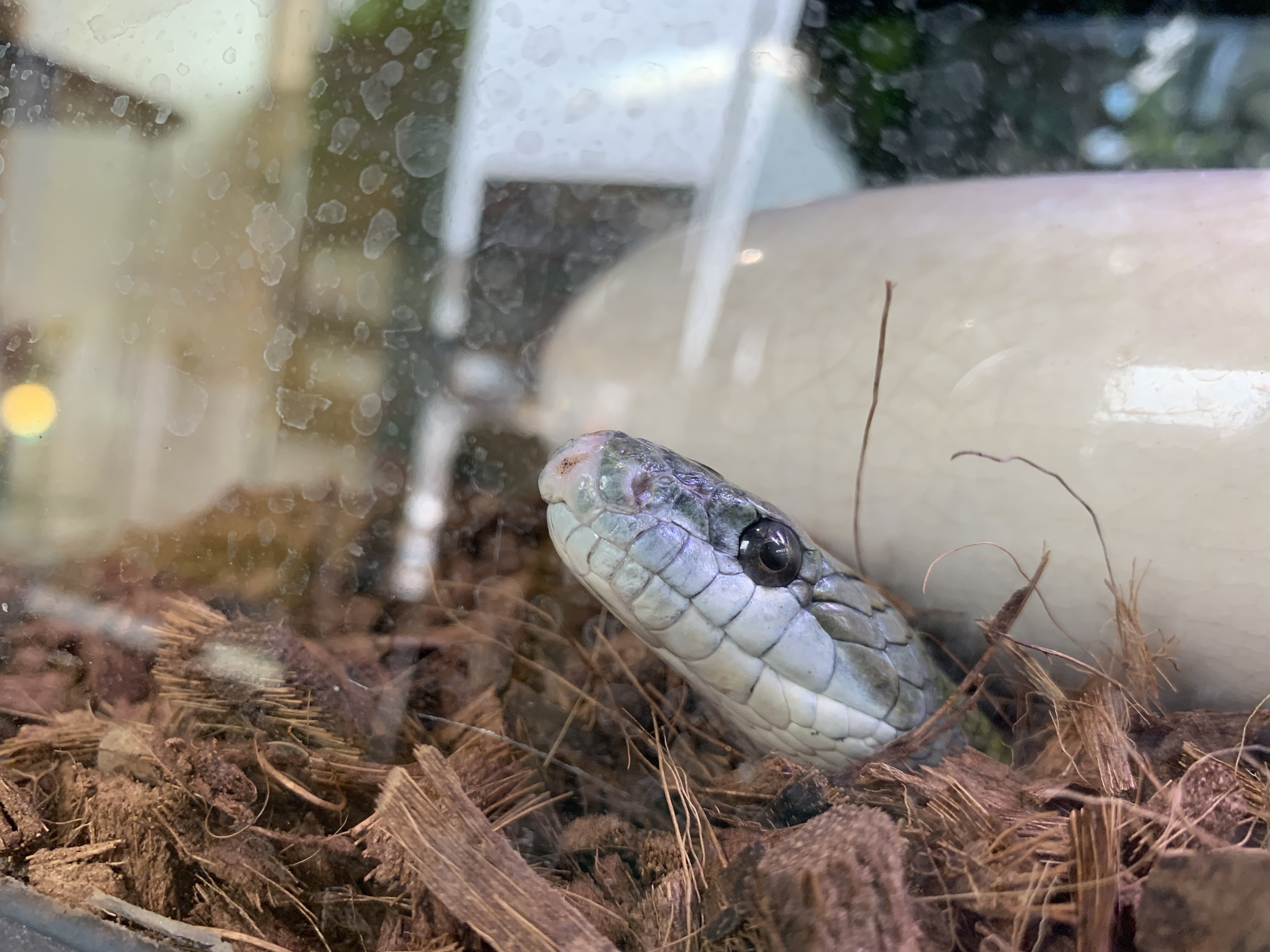 アオダイショウ