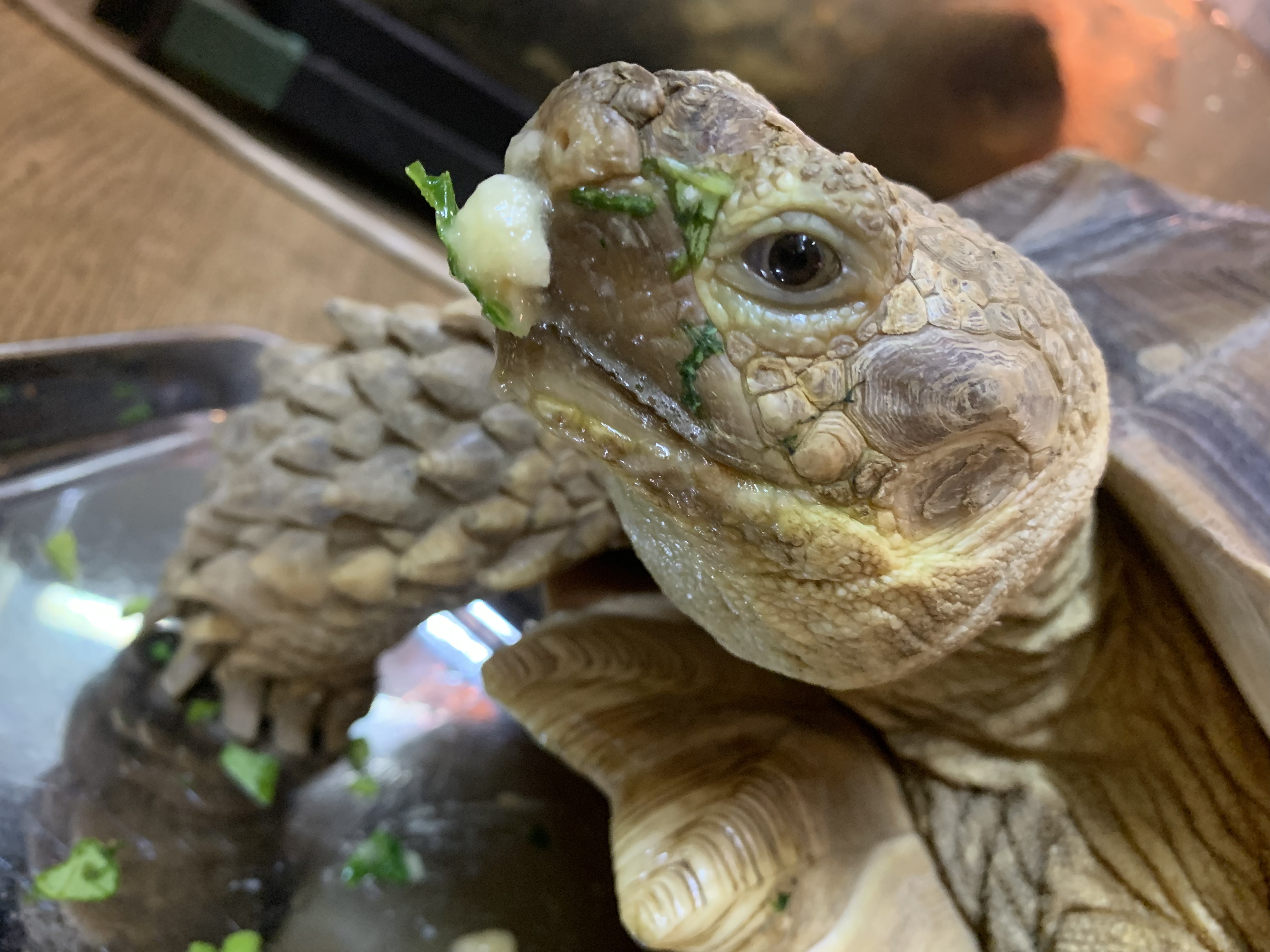 ケヅメリクガメ