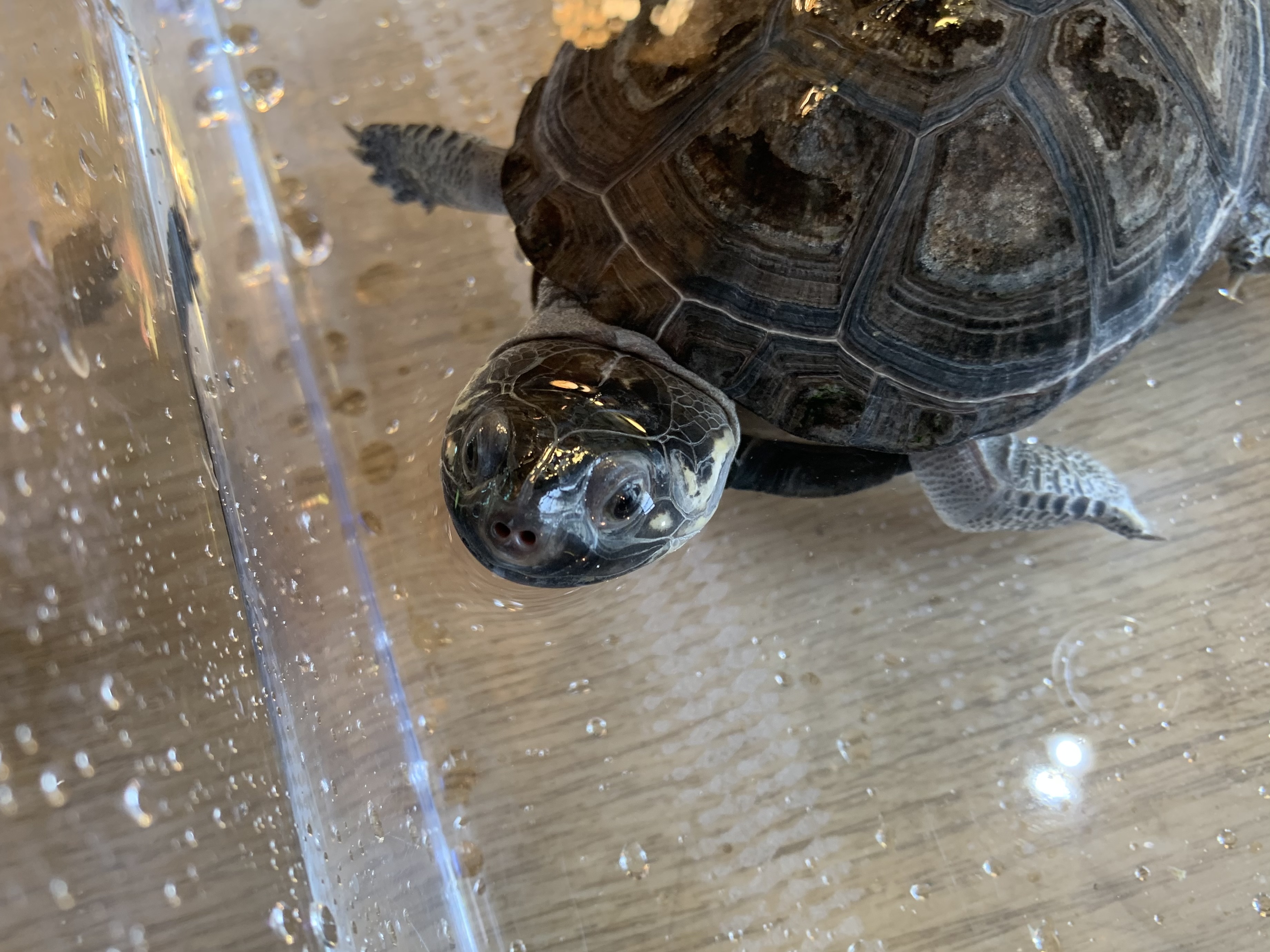 オカバンゴハコヨコクビガメ