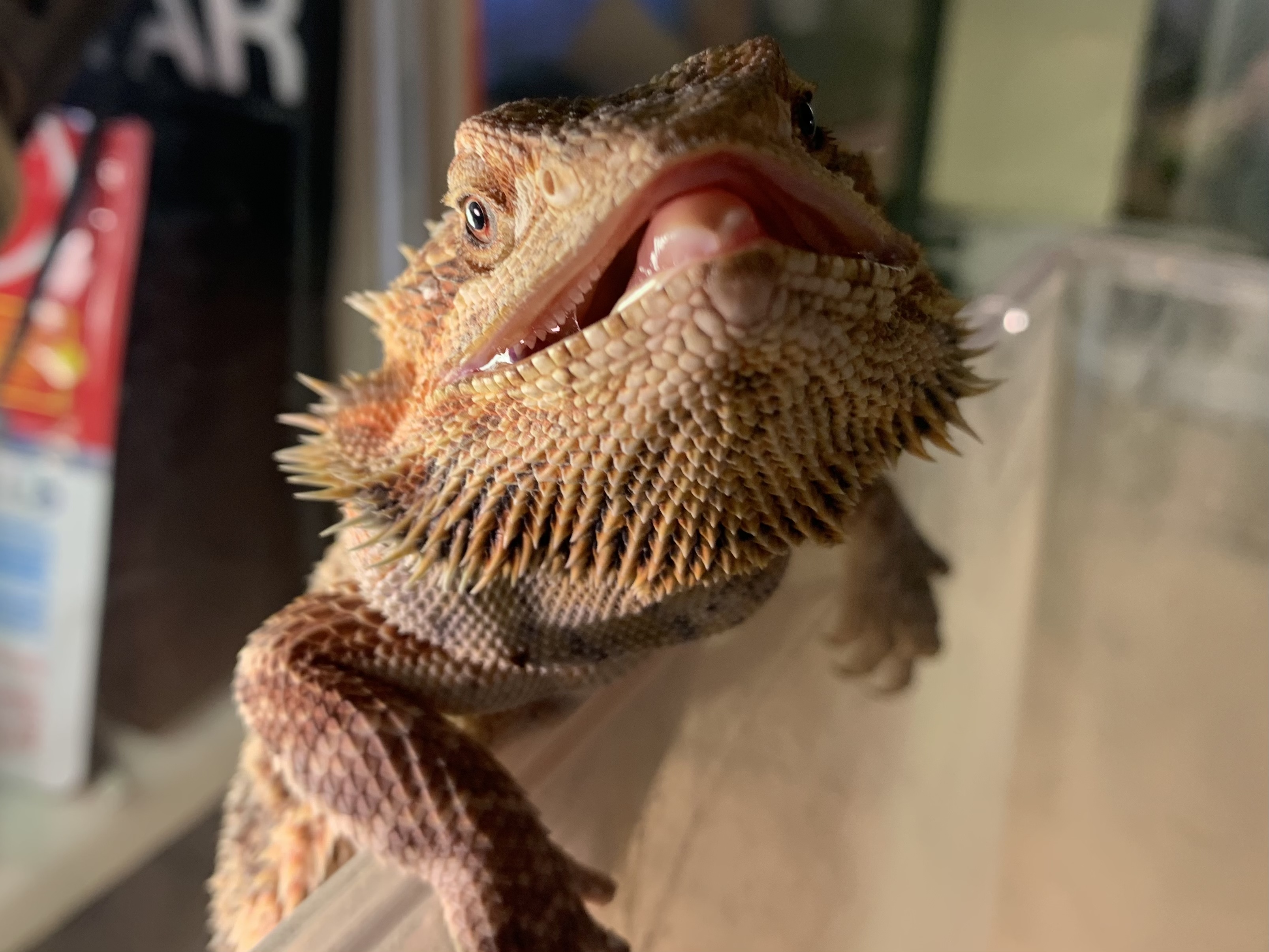 フトアゴヒゲトカゲ
