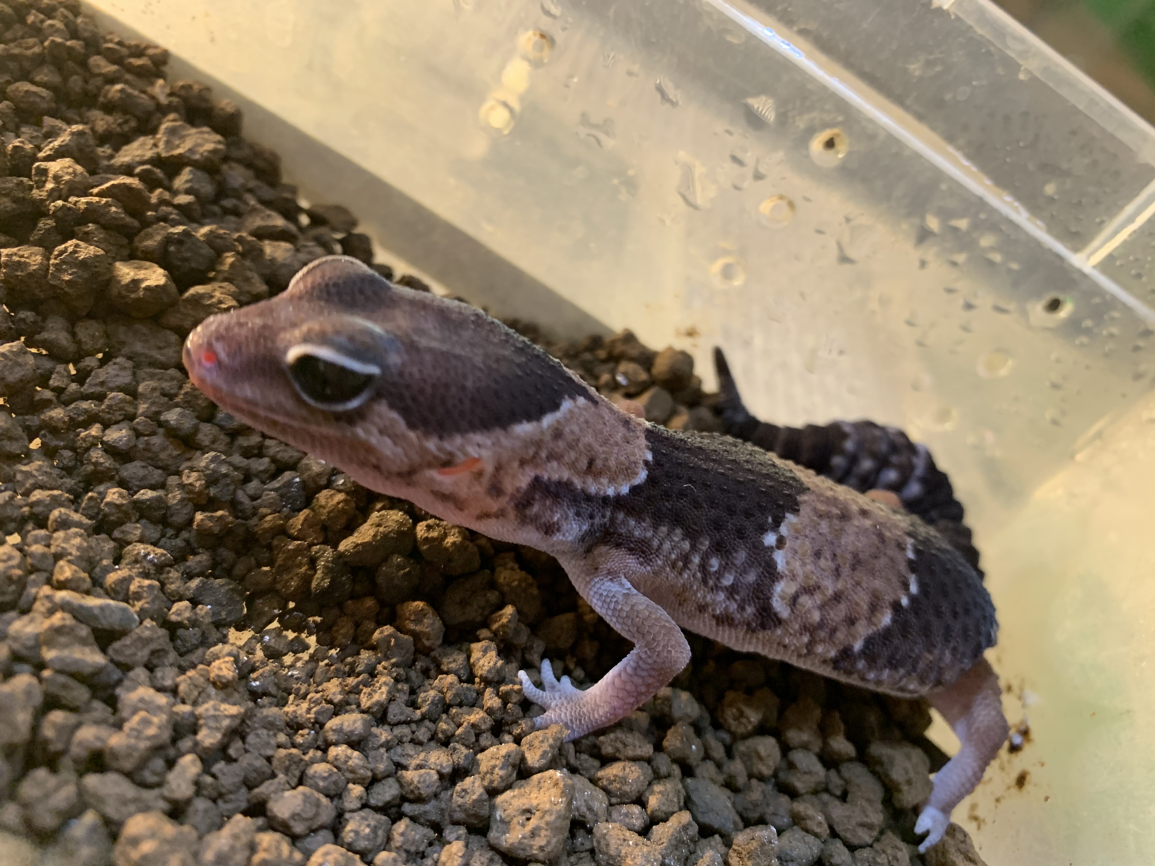 ニシアフリカトカゲモドキ
