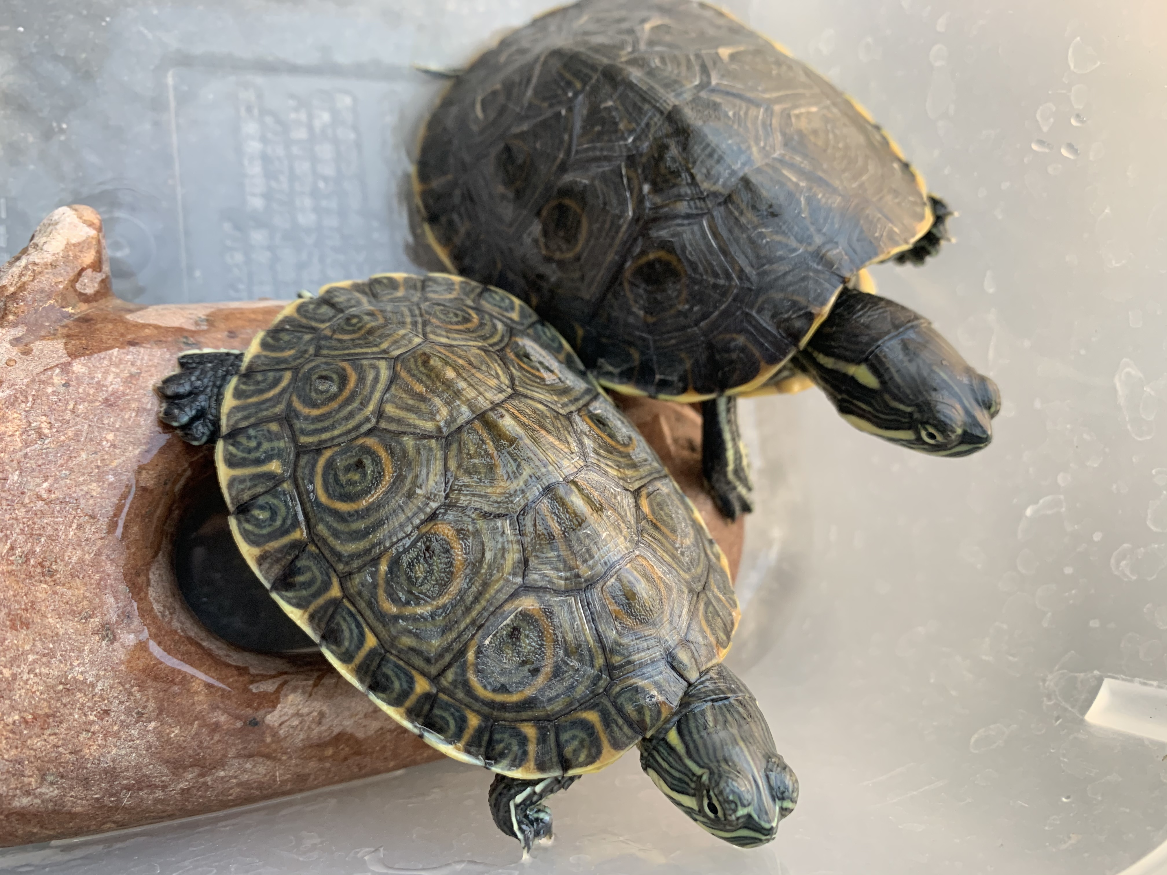 タバスコクジャクガメ
