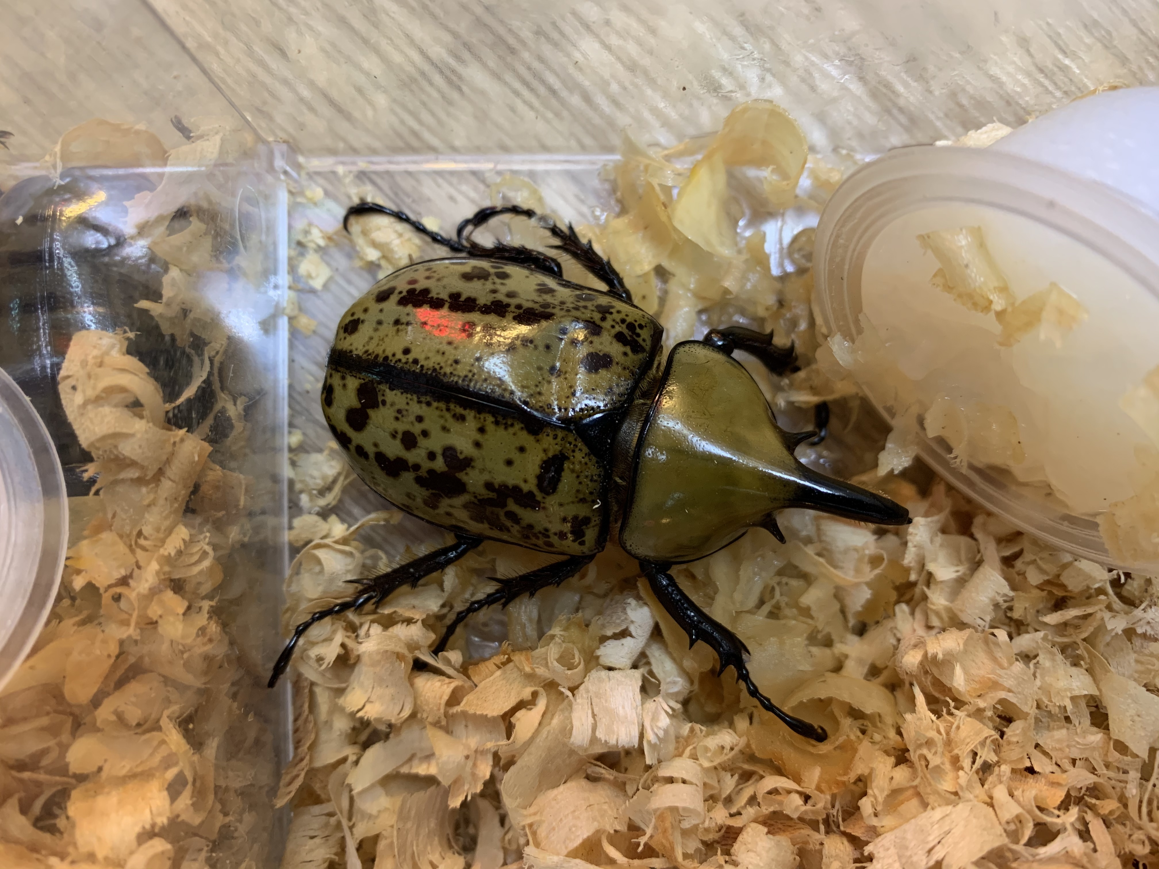 ティティウスシロカブト