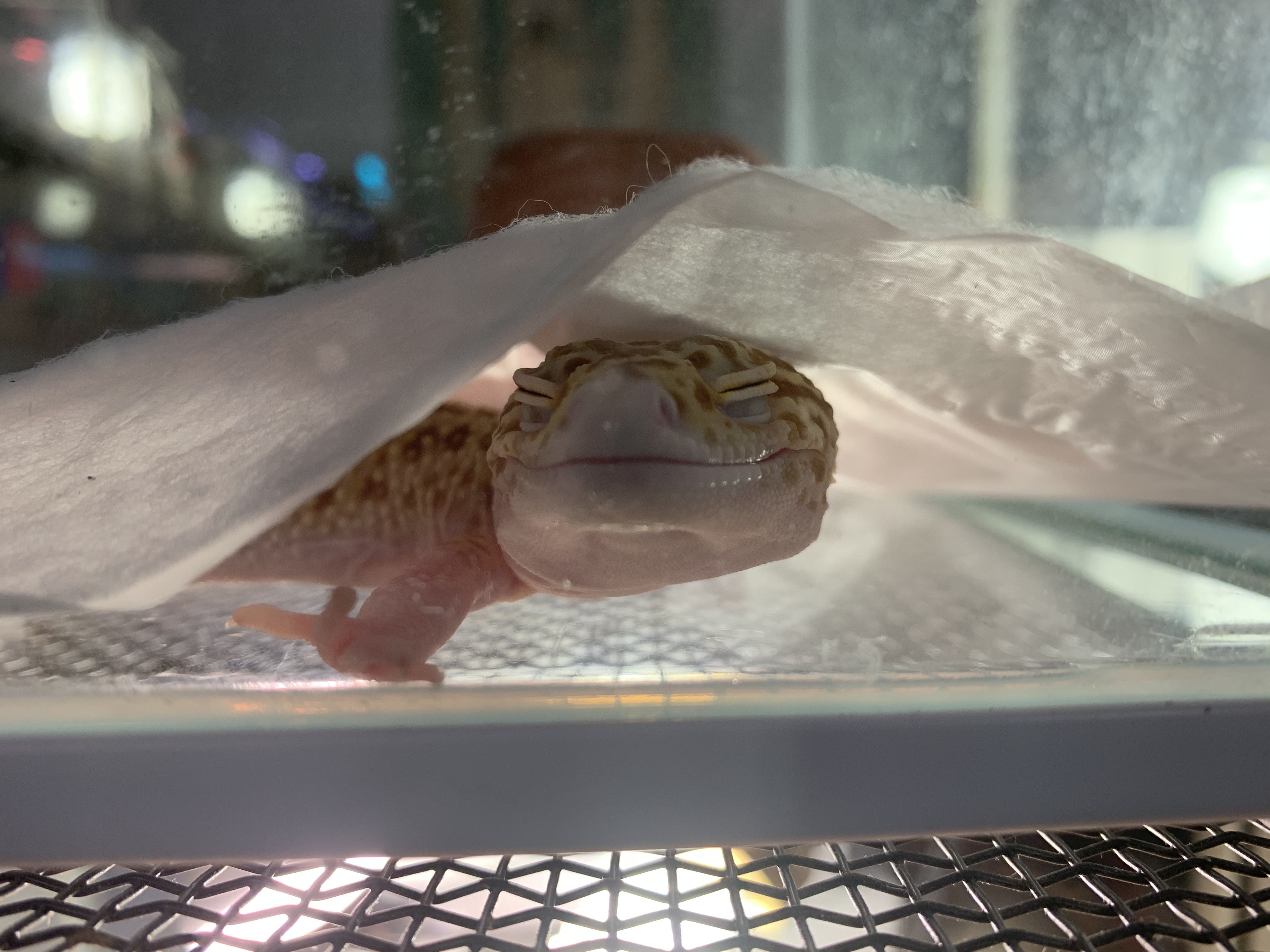 ヒョウモントカゲモドキ