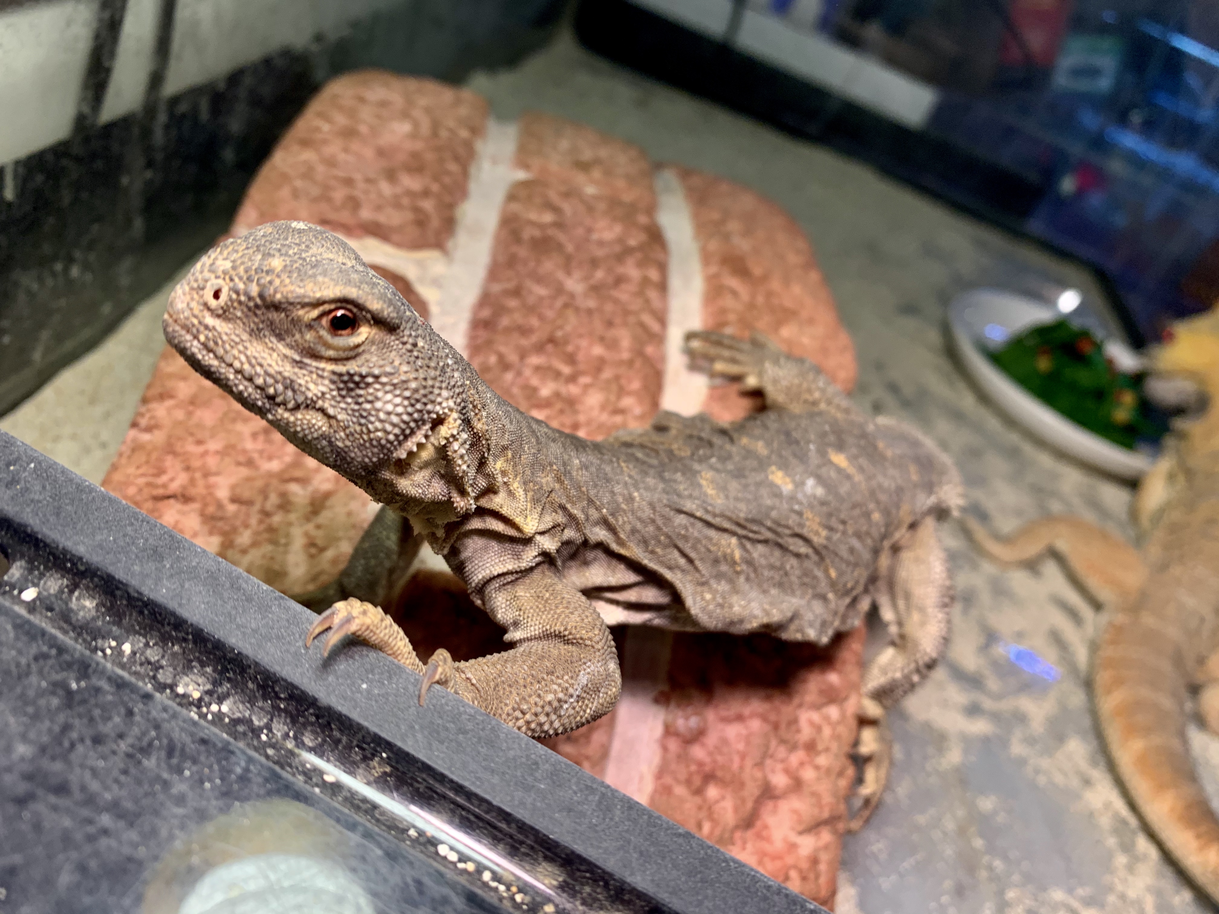 エジプトトゲオアガマ🦖